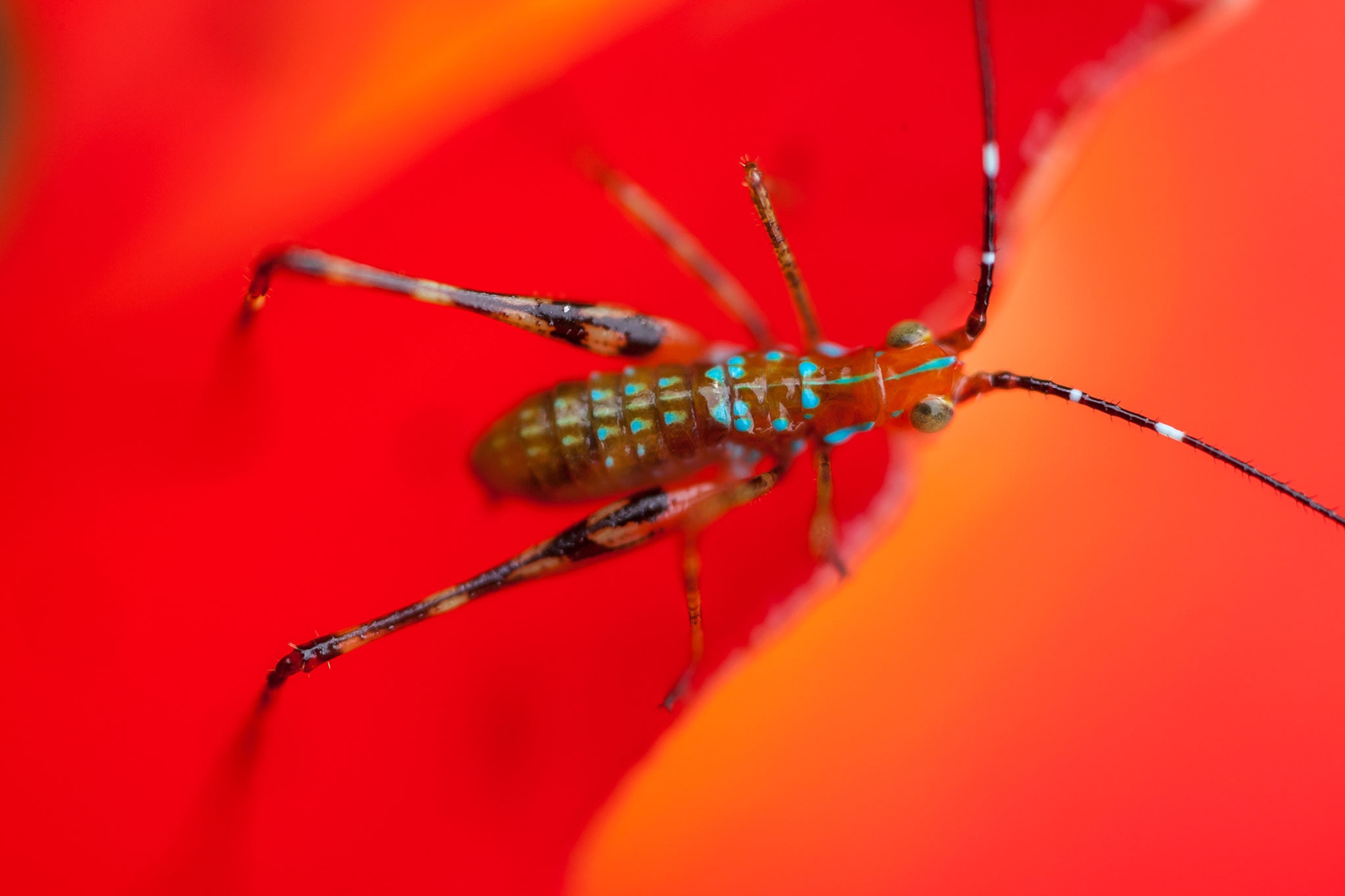 a katydid nymph