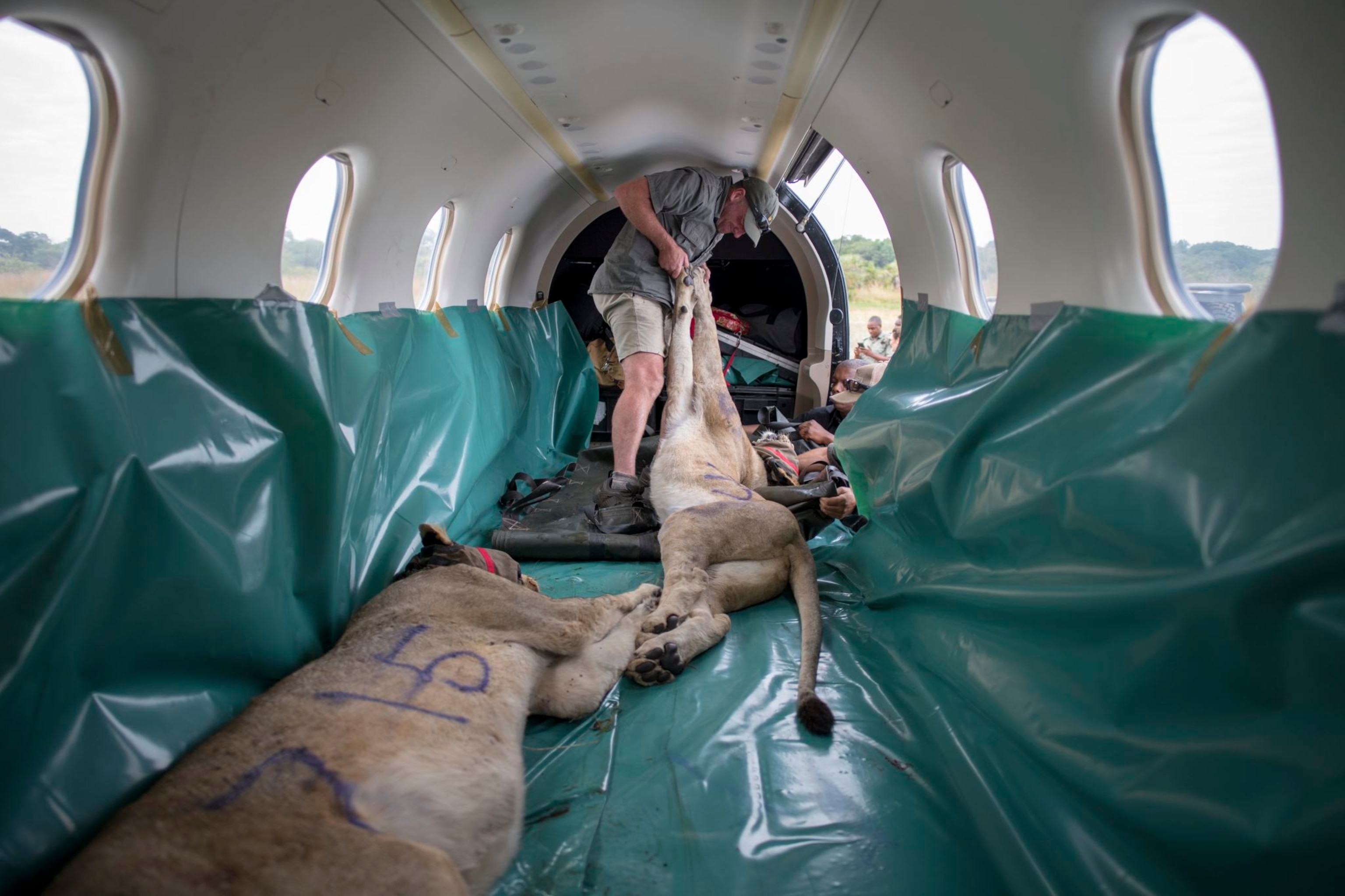 sedated lions being removed from a small plane