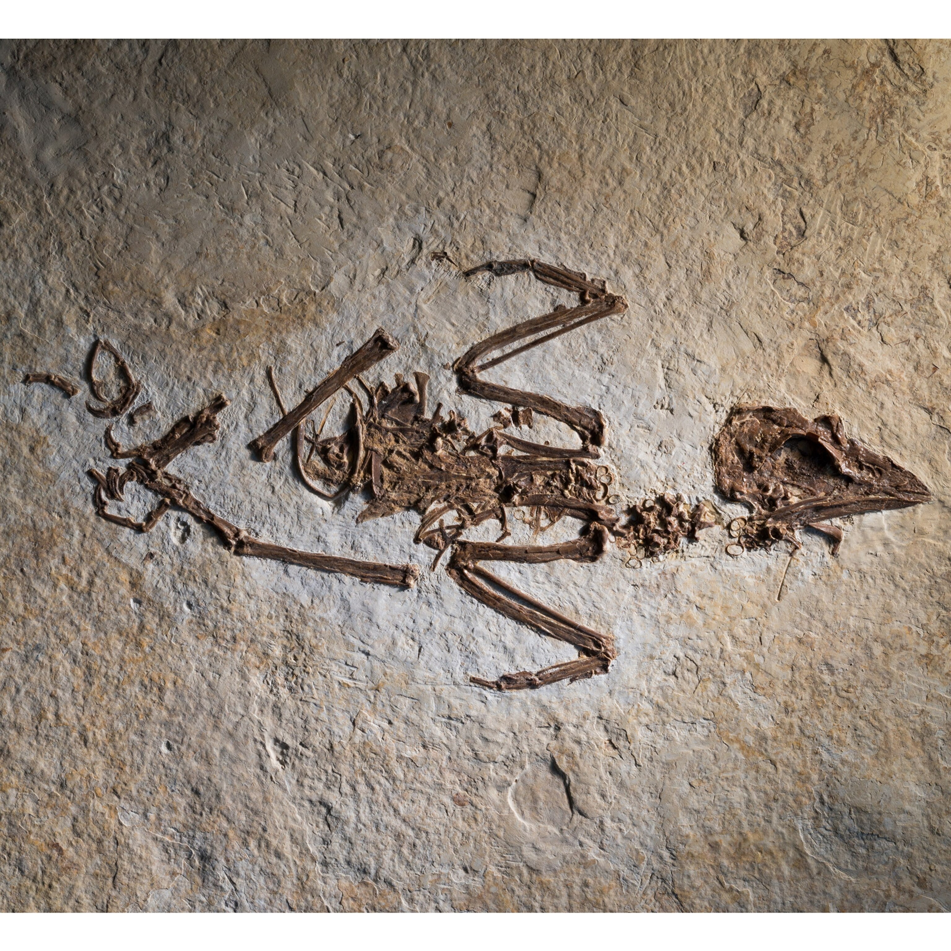 fossil of bird.