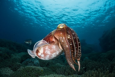 Photograph of a cuttlefish swimming under water