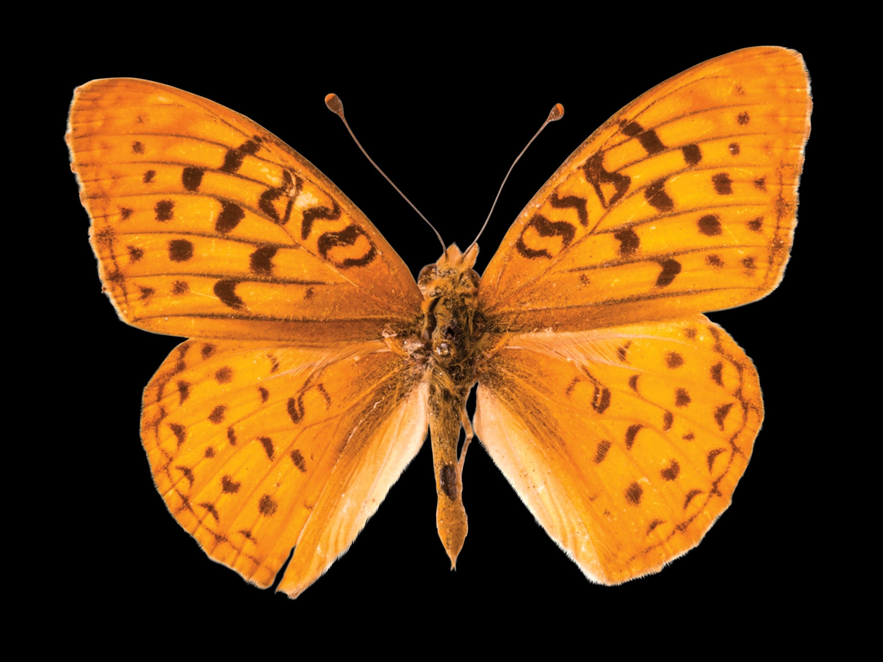 an atossa fritillary