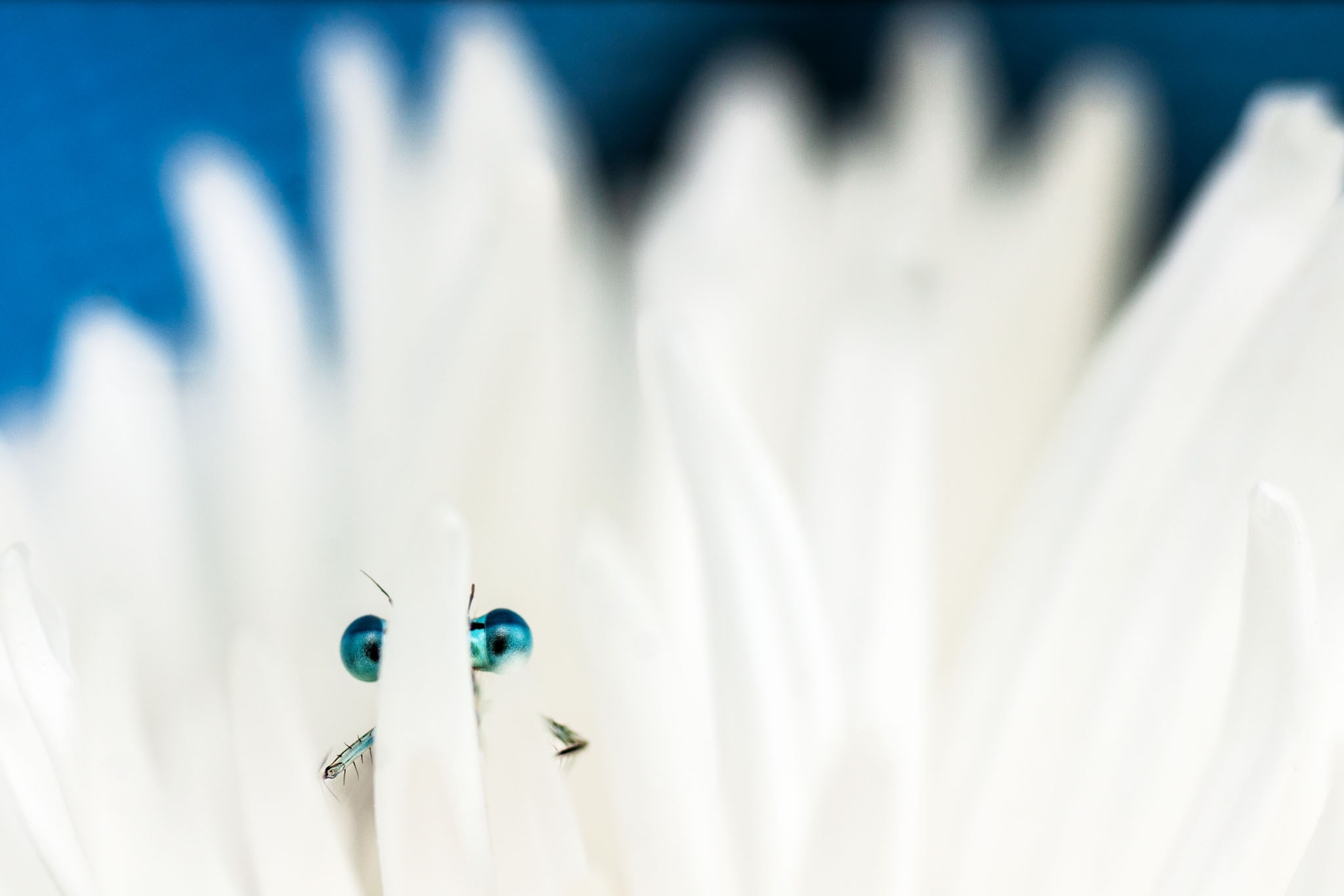 insect on white flower
