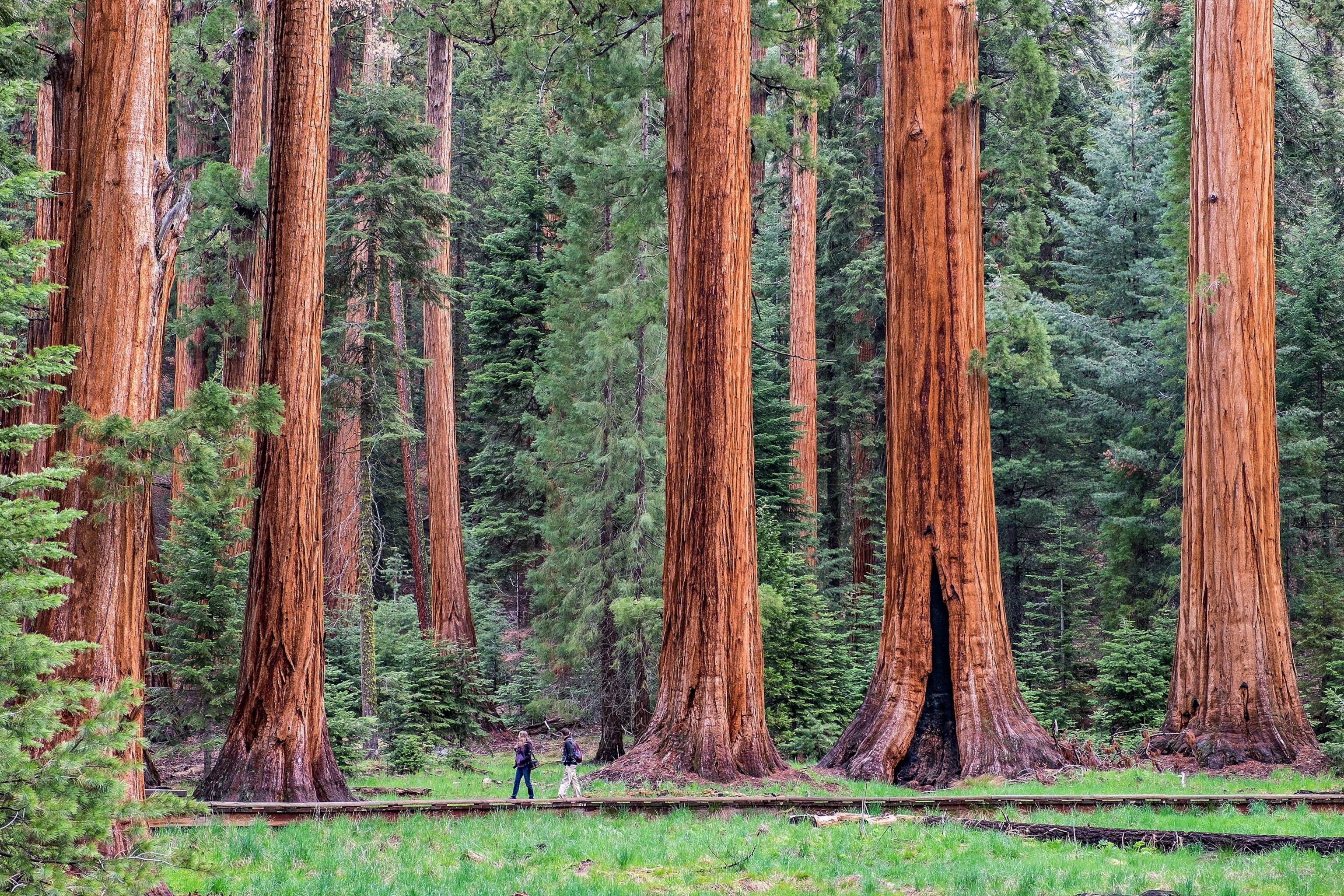 hikers on Giant Tree Trail in Sequoia National Park
