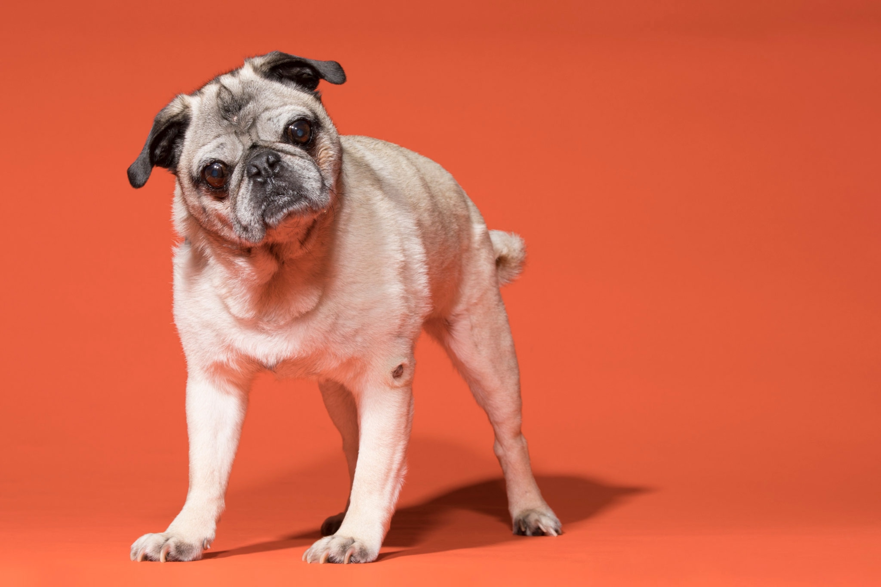 a pug named Melo