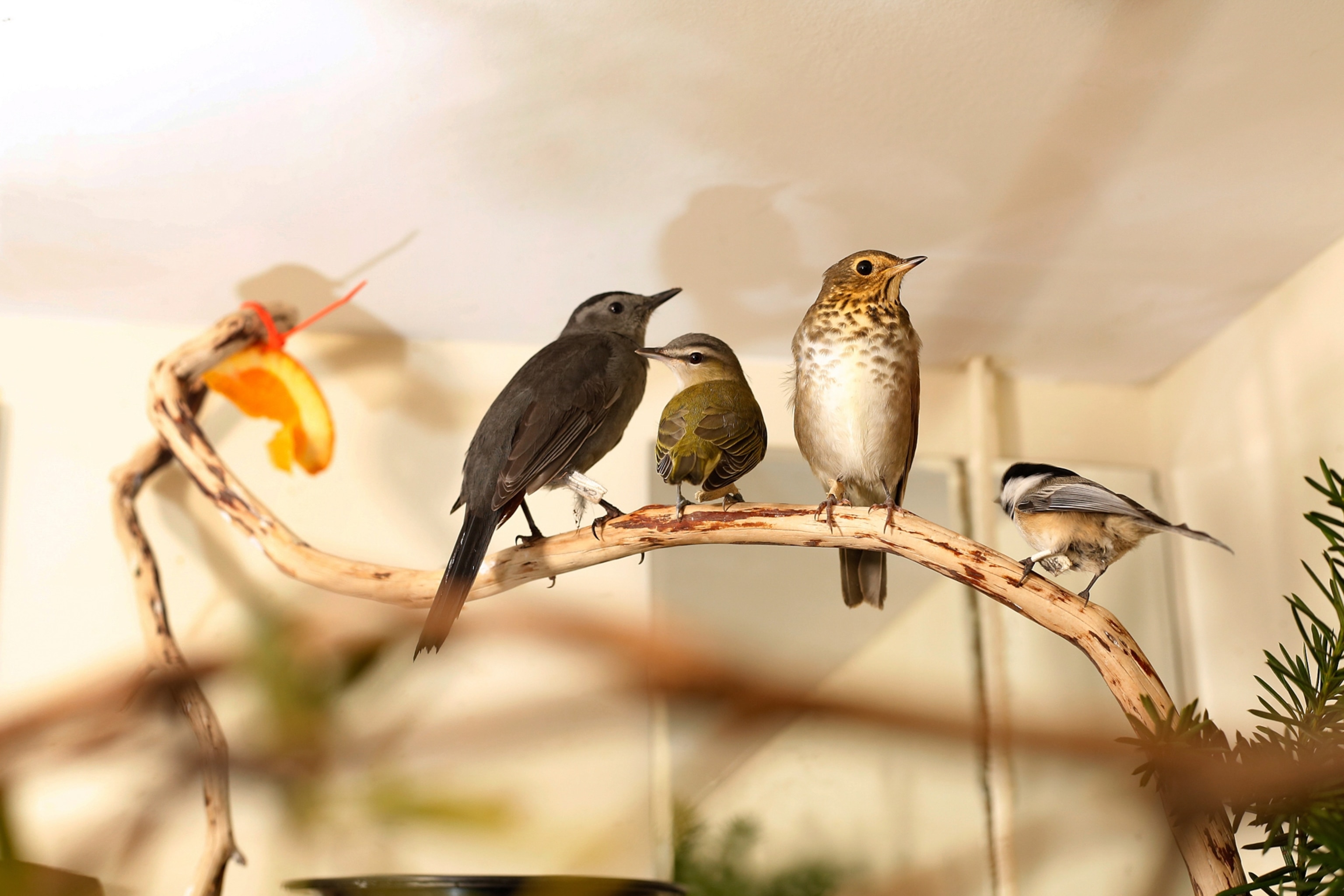 a bird in captivity within a rehab