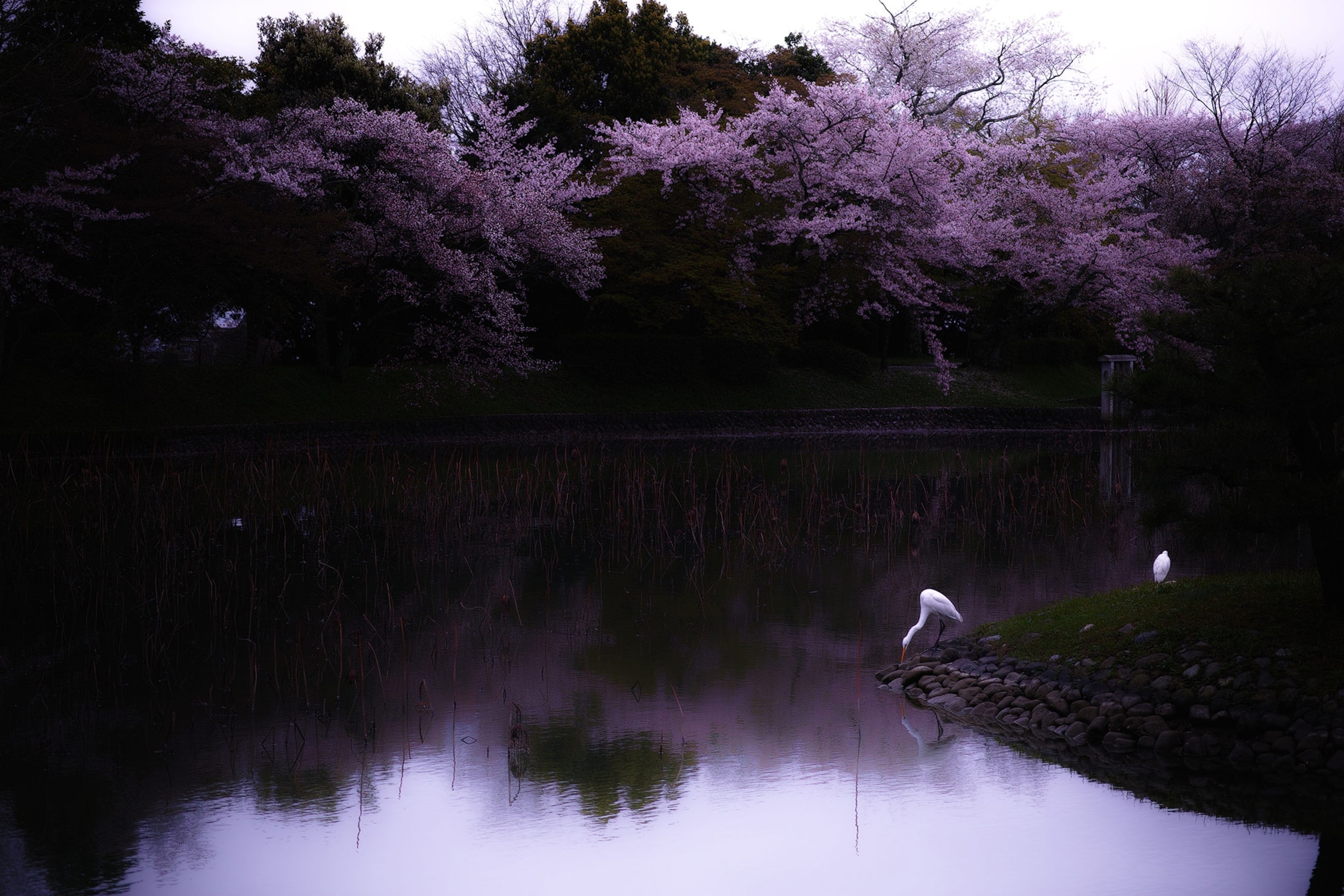 A white bird in a pond surrounded by cherry blossoms