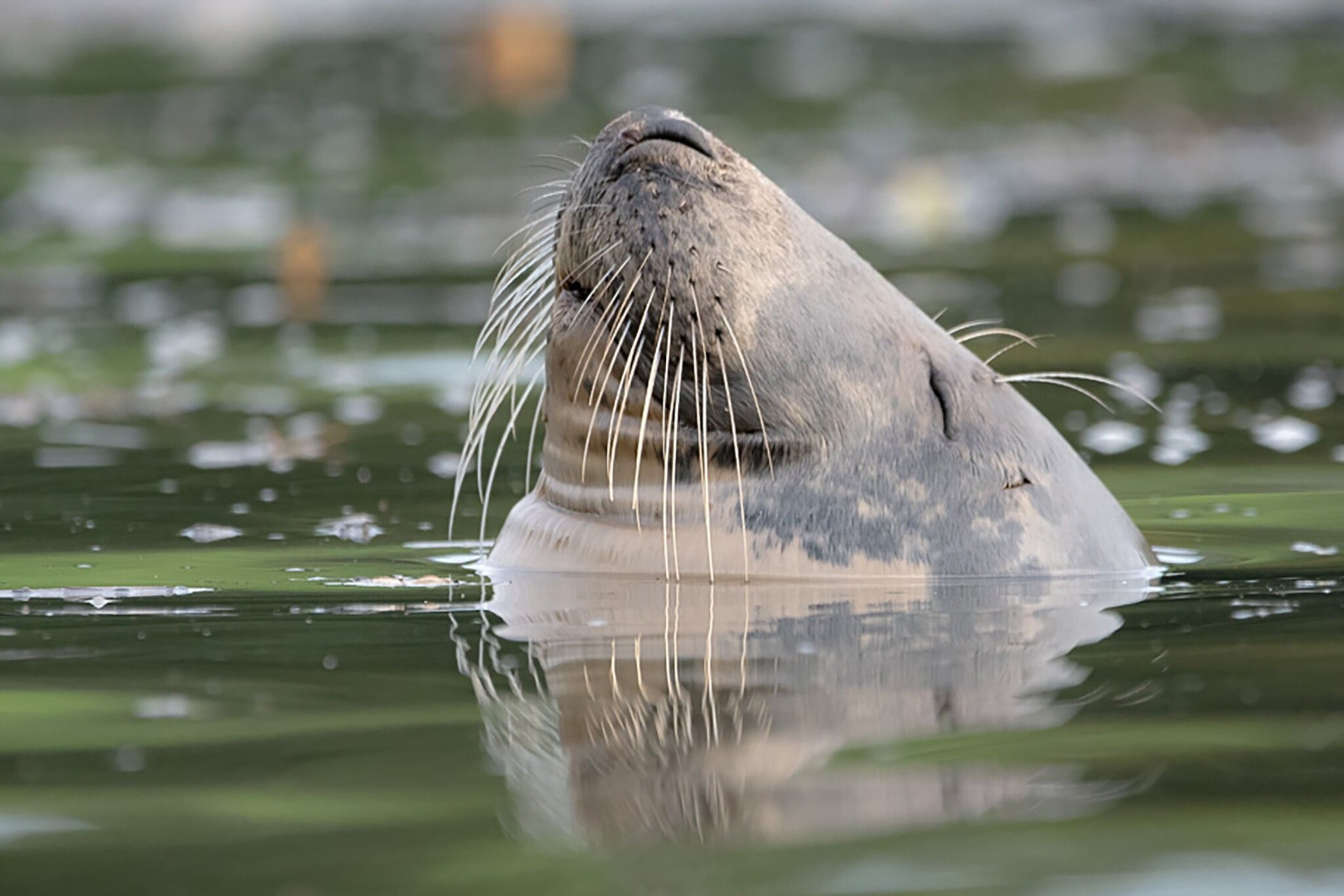 A grey harbour seal pokes its nose out of the water.