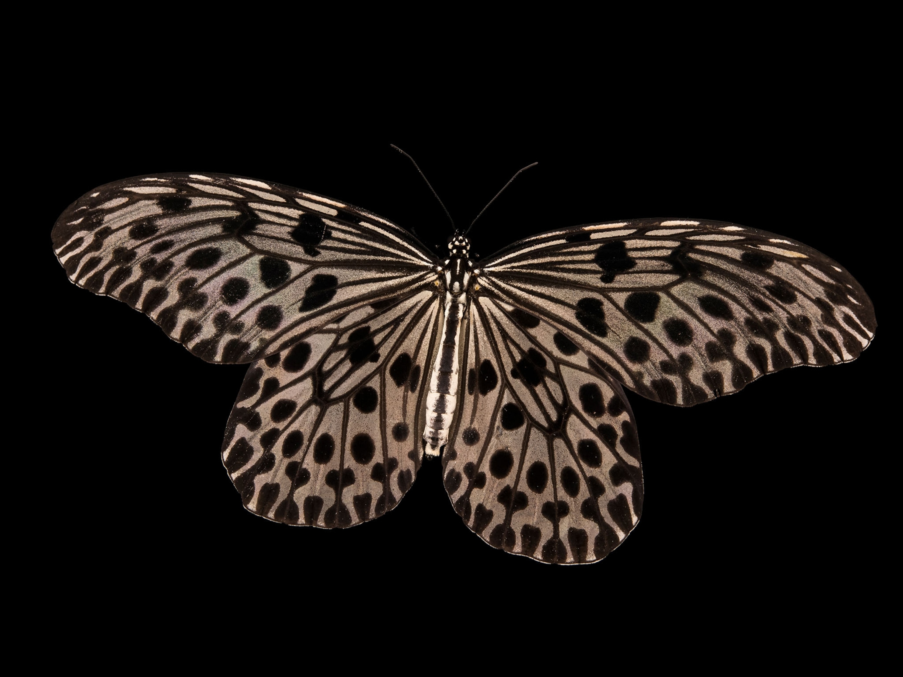 a Malayan tree nymph