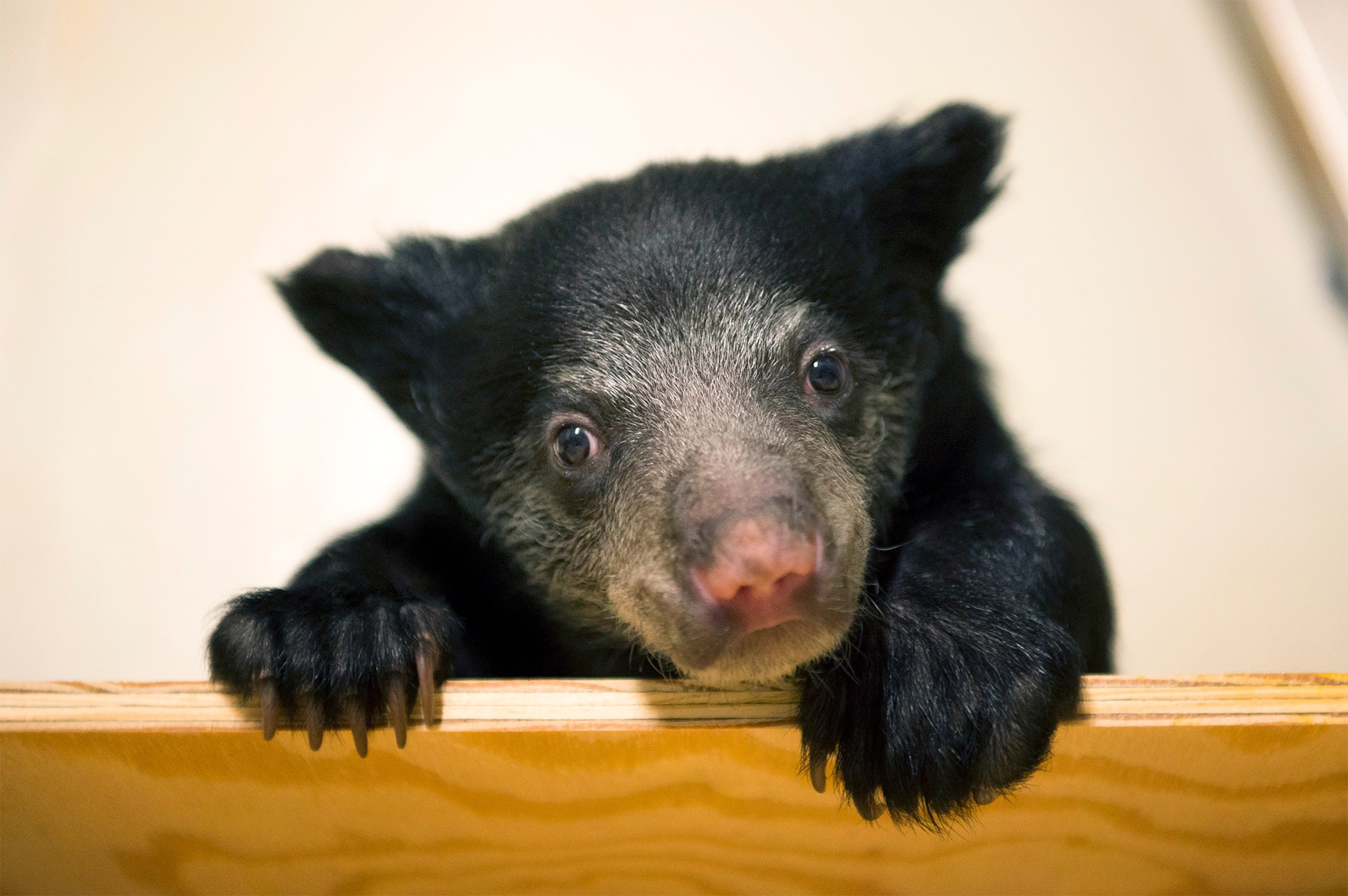 a sloth bear cub at the National Zoo in Washington DC