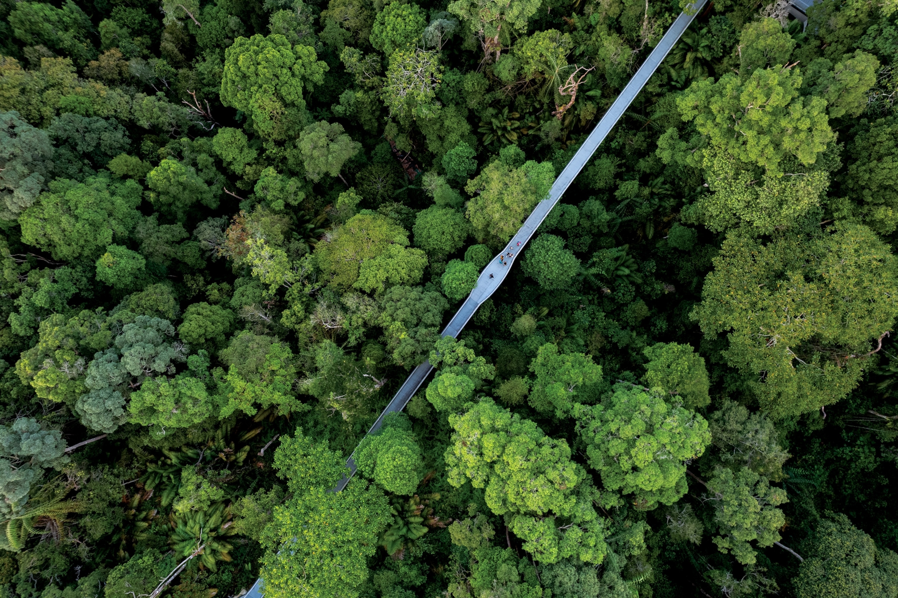 Picture of canopy walk about forest
