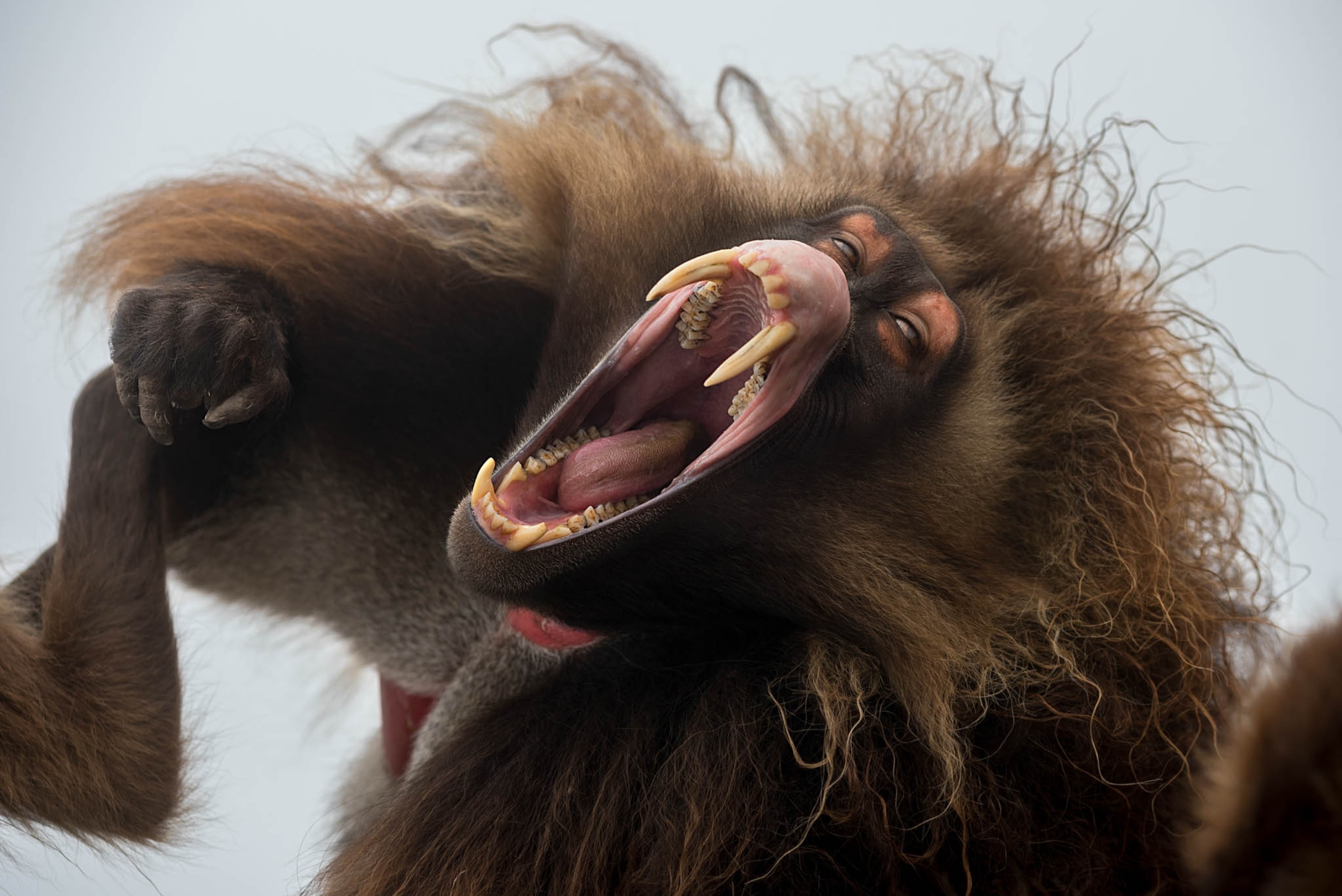 a male gelada showing his canines during a large yawn