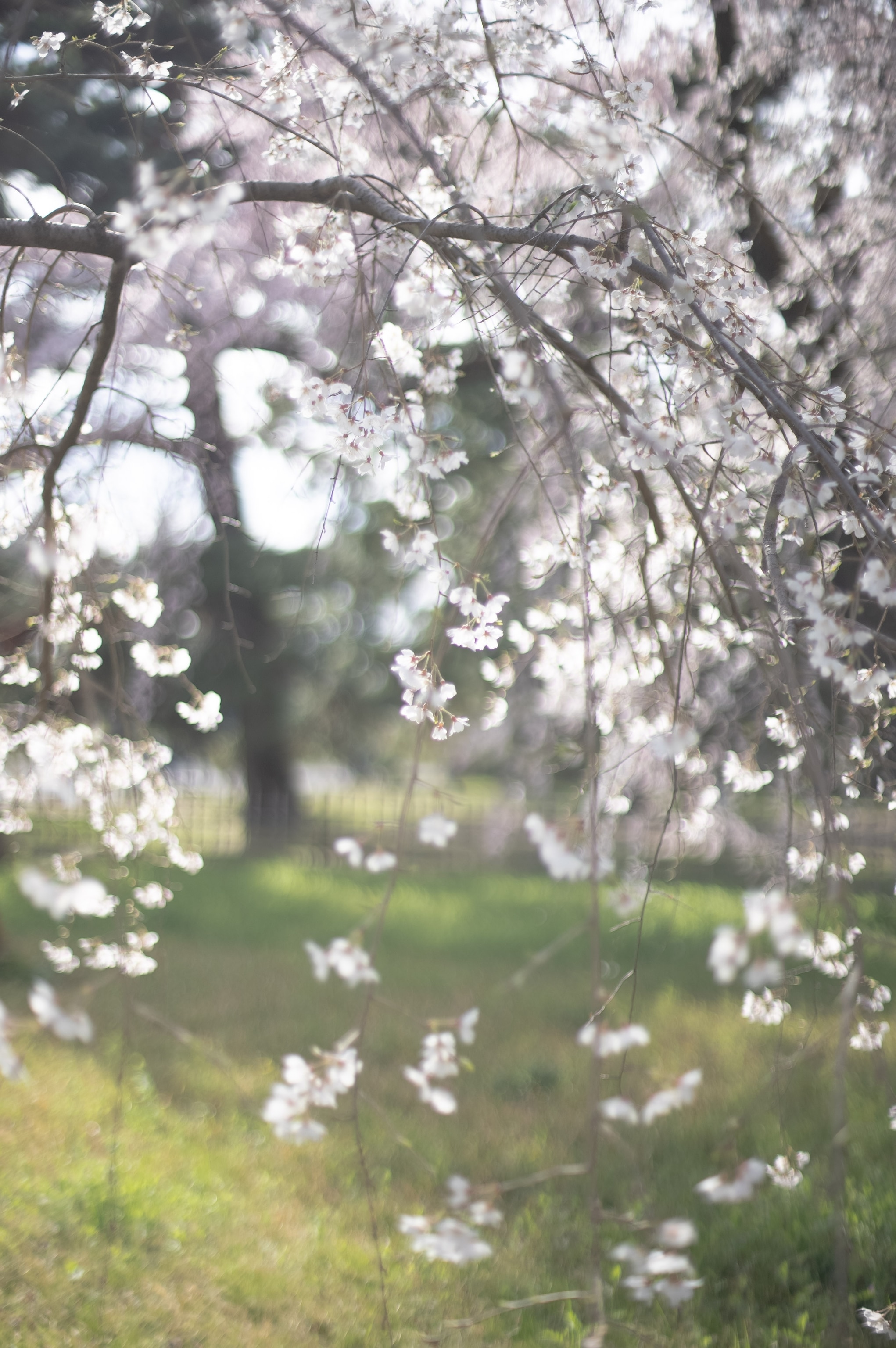 Swooping down branches of cherry blossoms.