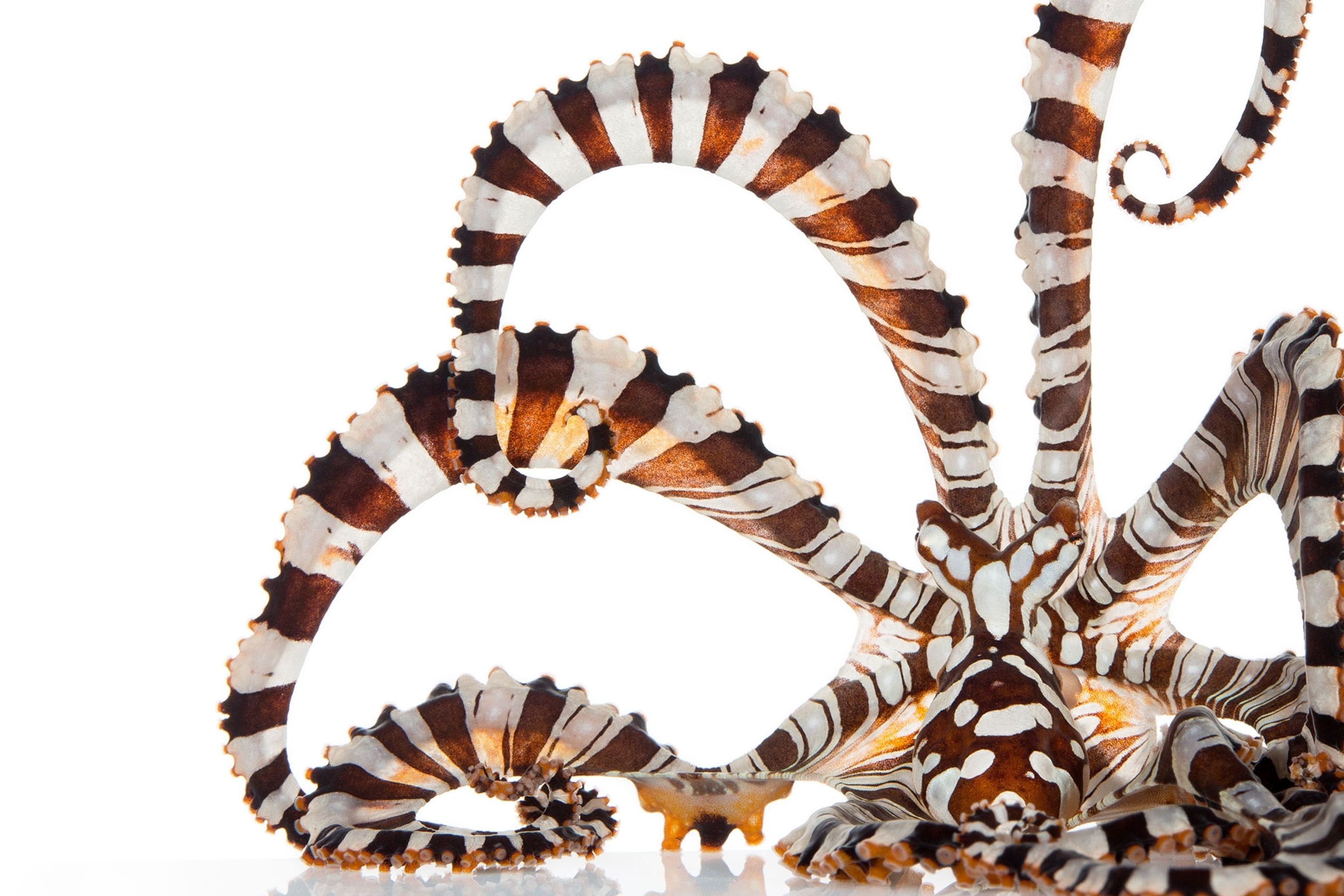 a wonderpus octopus