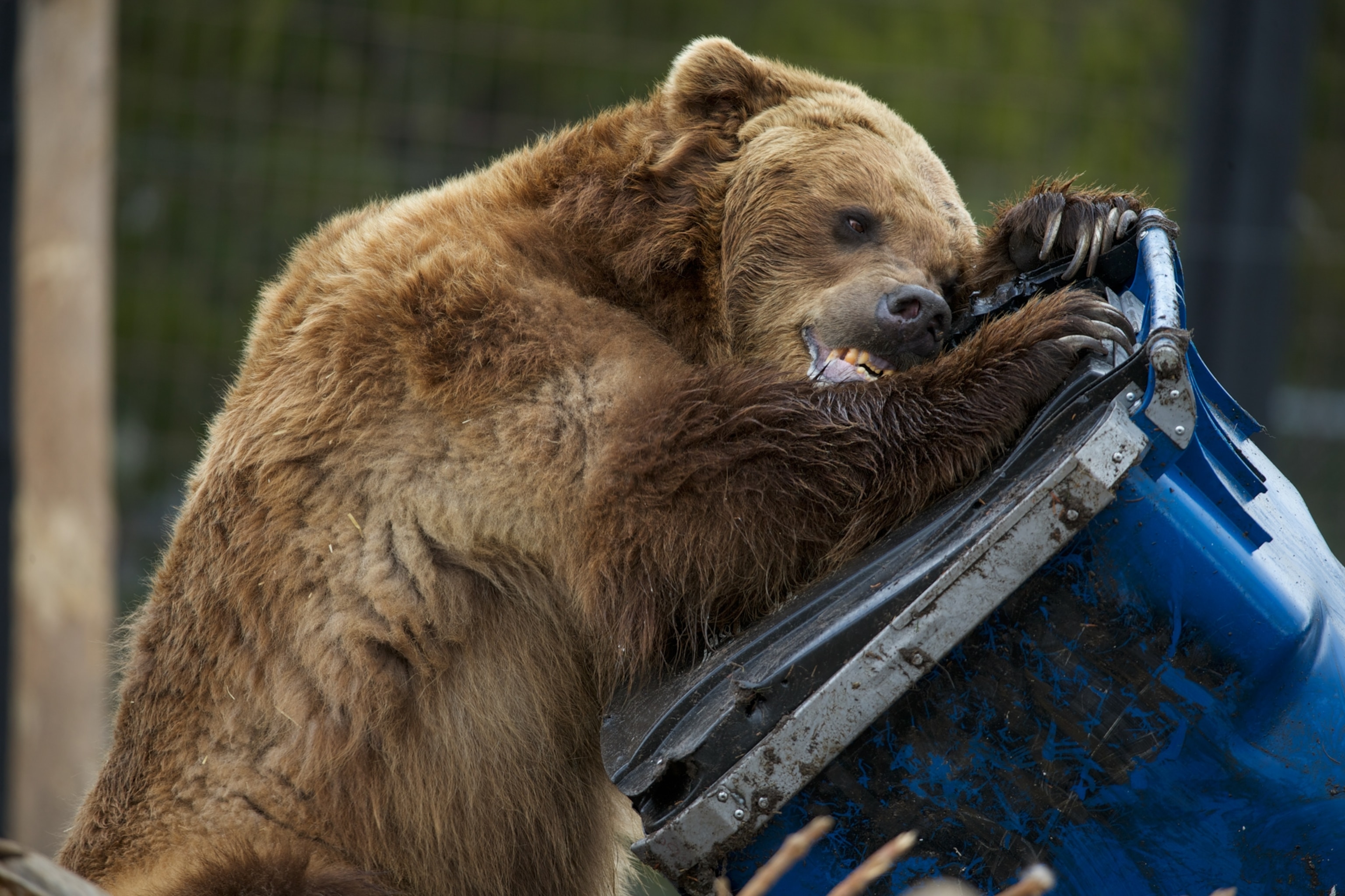 a bear bitting on a trash can