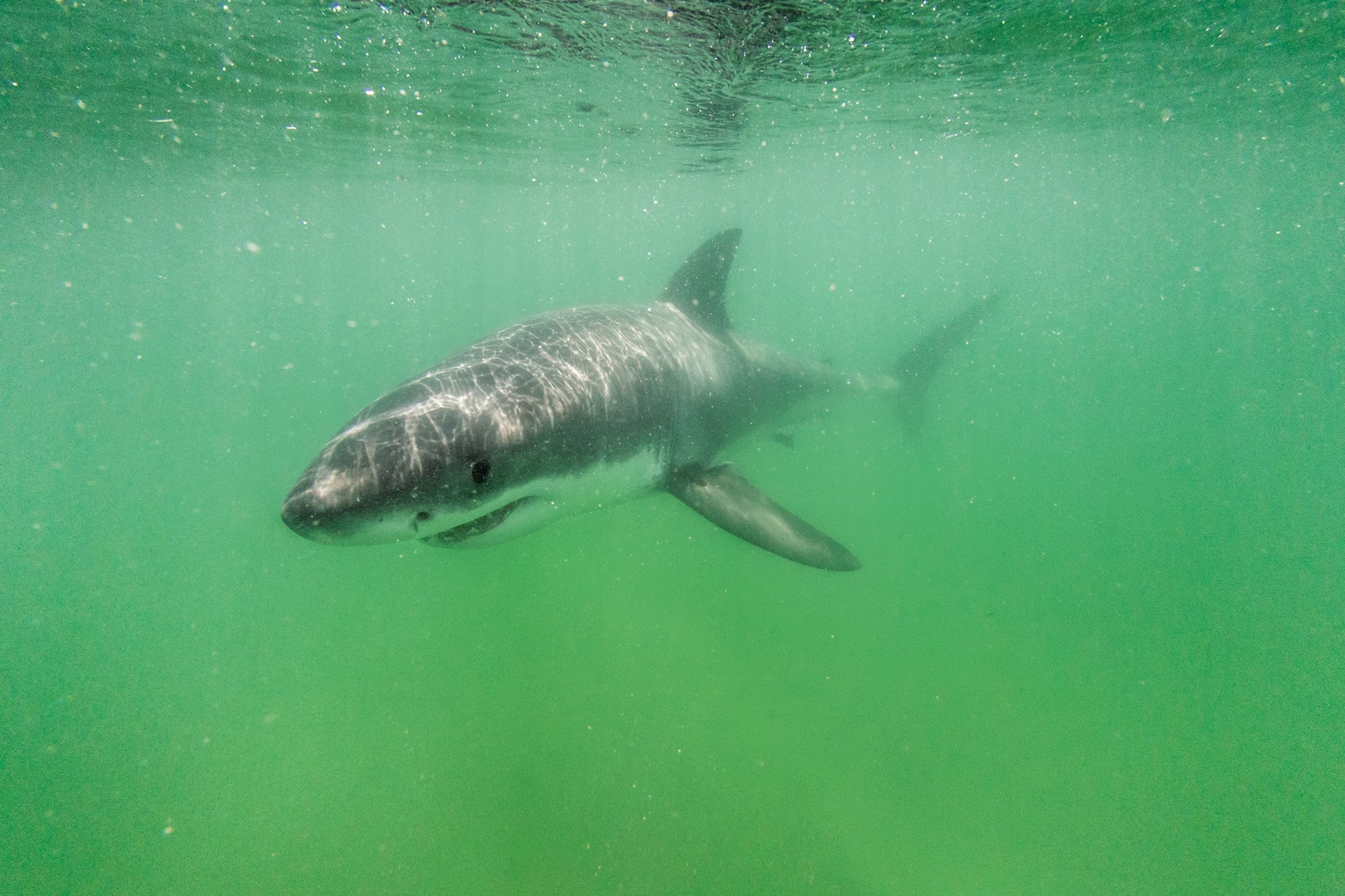 a great white shark