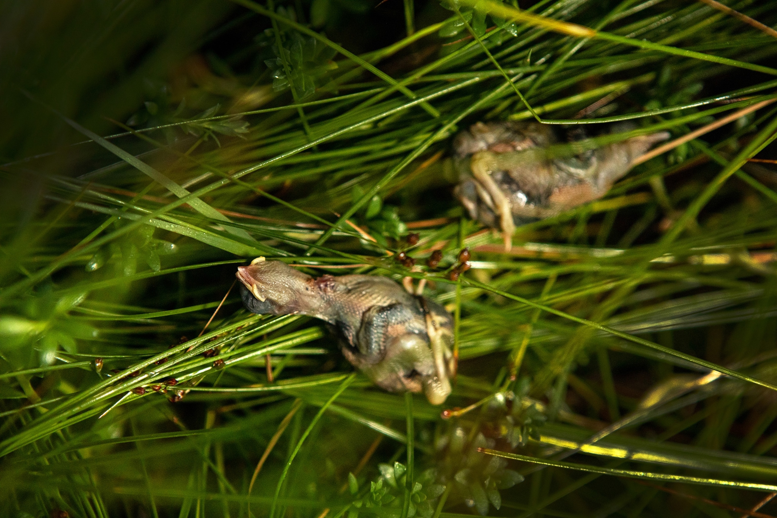 Drowned Saltmarsh Sparrow chicks lay just at the edge of their nest after the high tide at the Rachael Carson Reserve in Maine.
