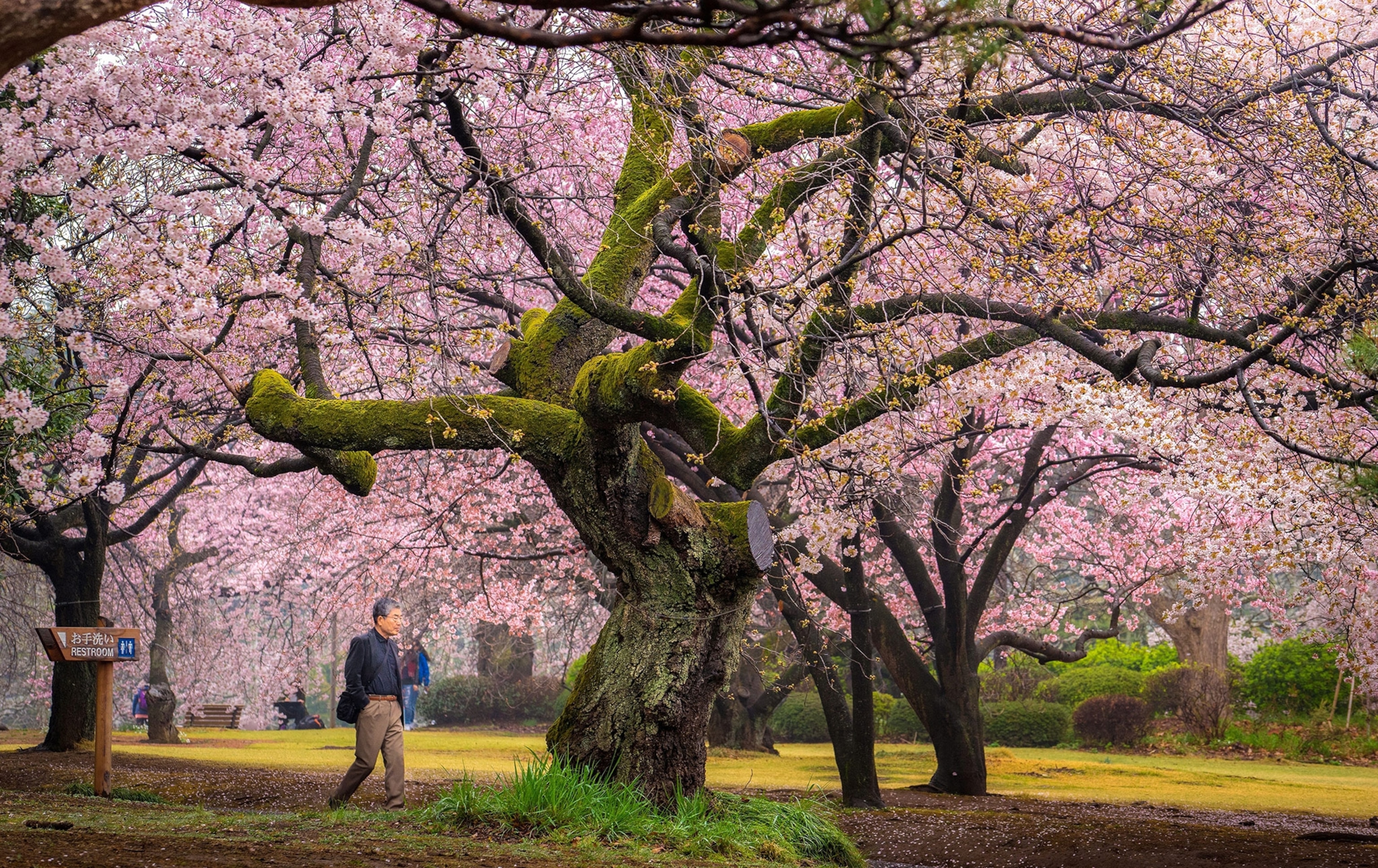 A man walks underneath large trees in bloom