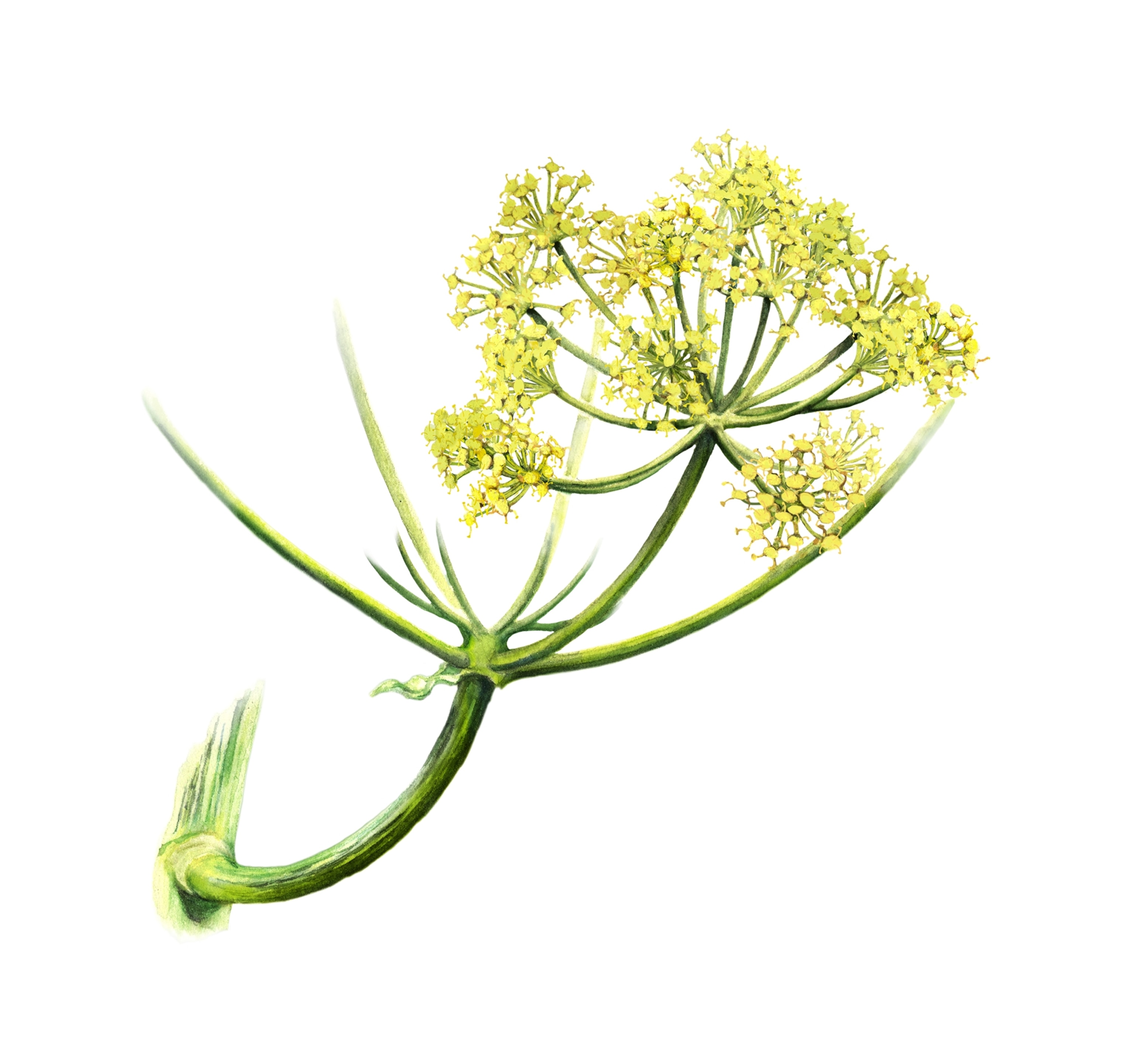 Illustration of small yellow flowers in multiple clusters on green stems