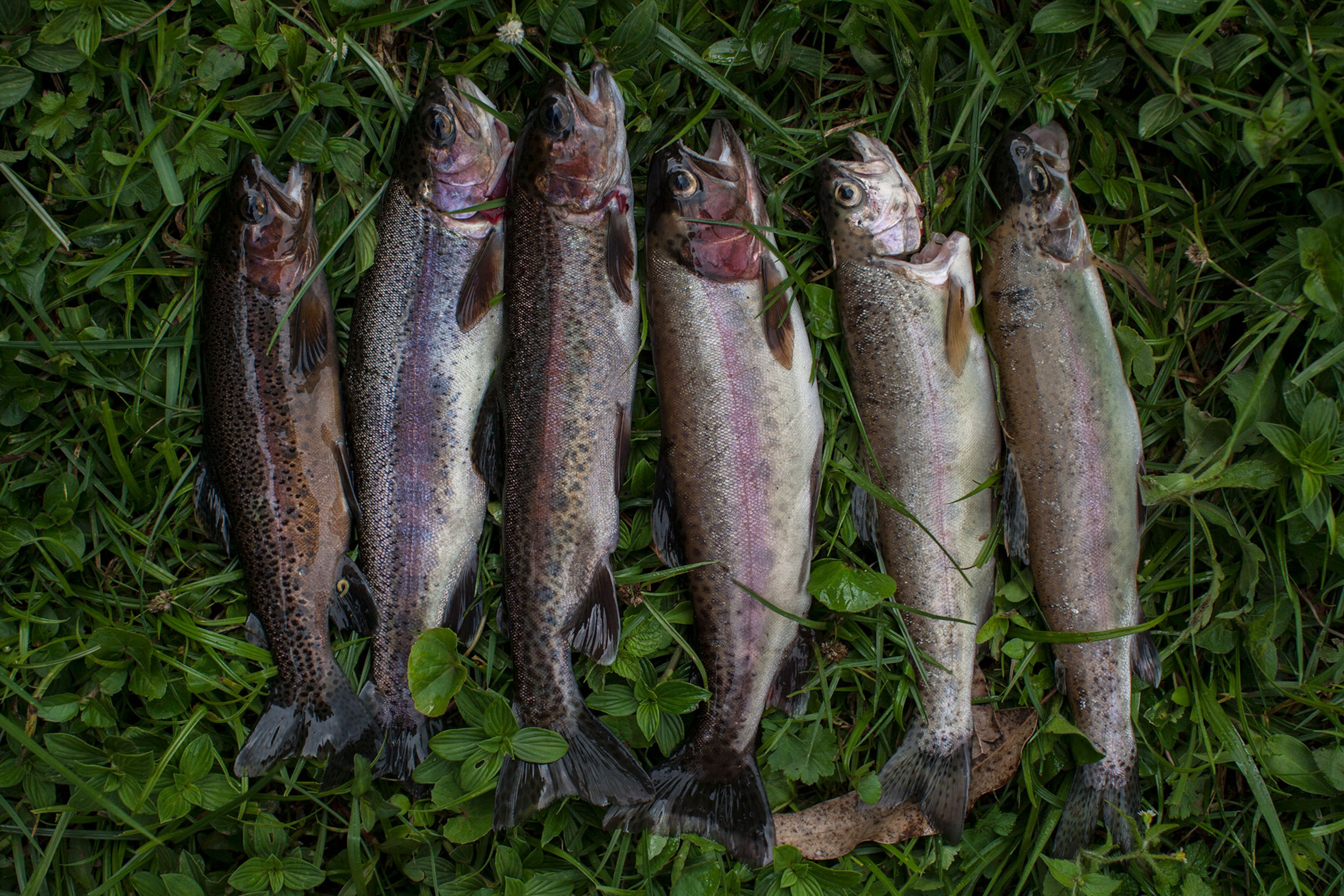 fly fishing in Kenya