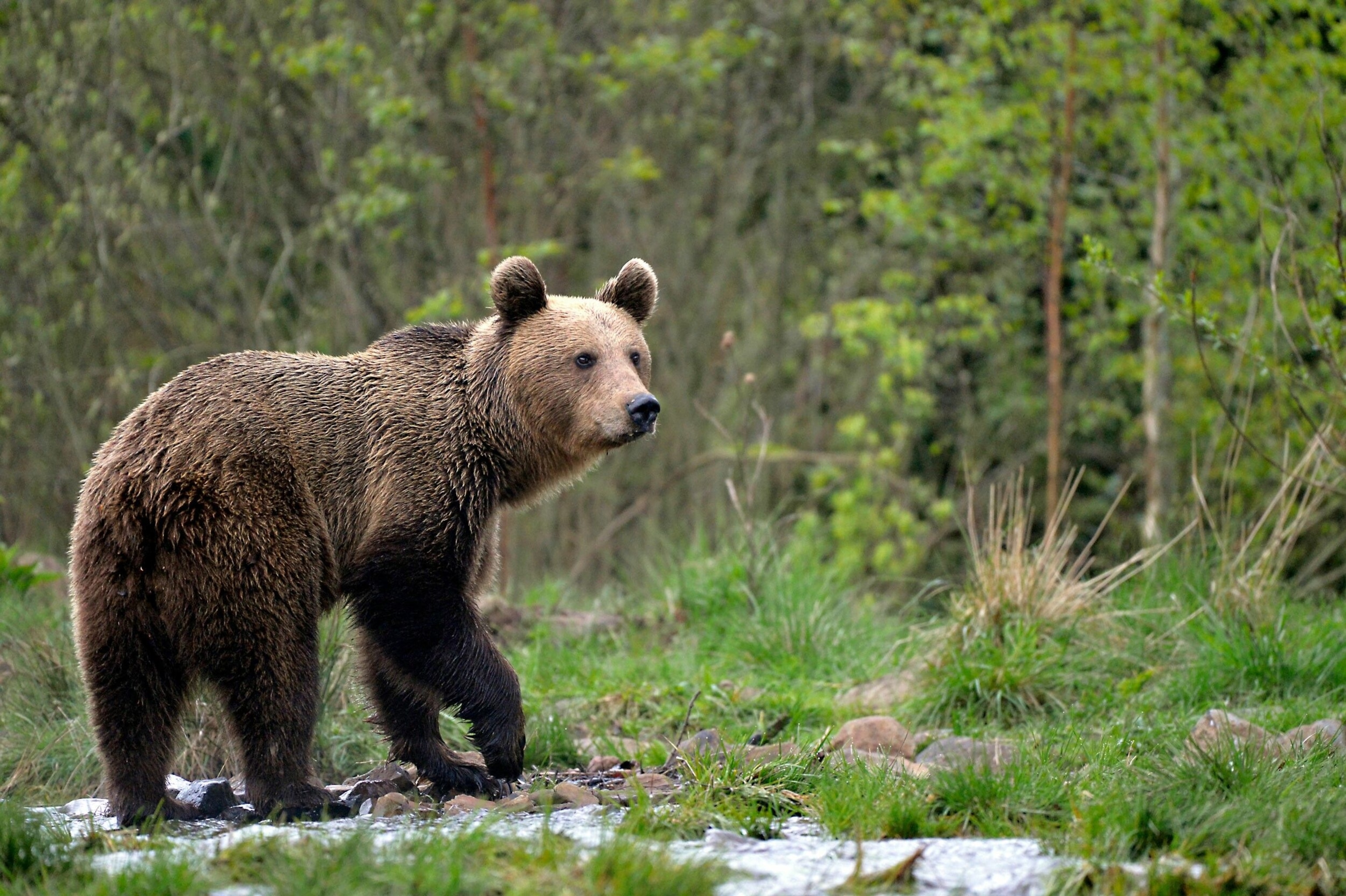 The Carpathian Mountains offer Europe’s most extensive unfragmented forest, home to the continent’s largest population of wolves, bears and lynx.