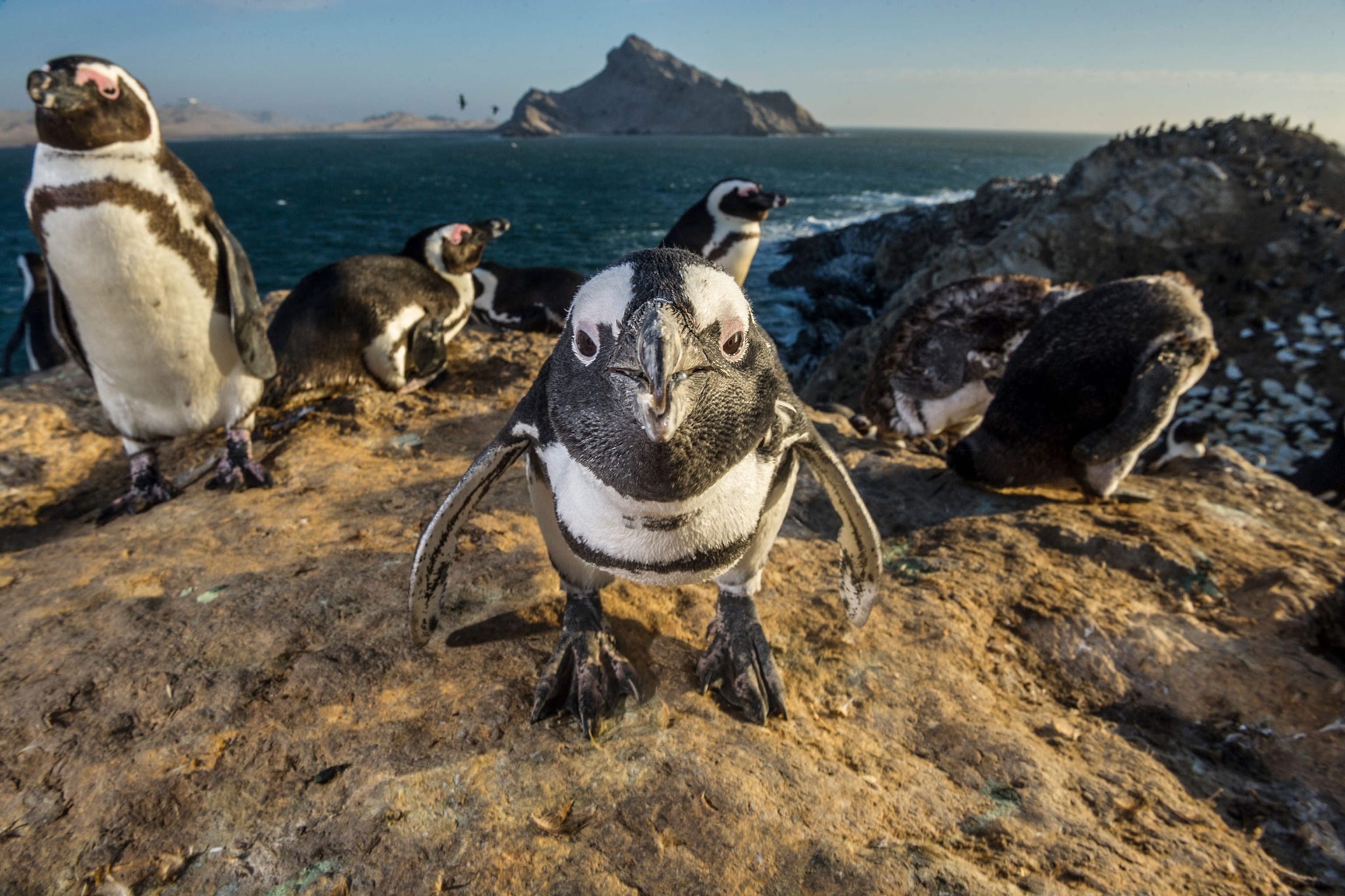 African penguins