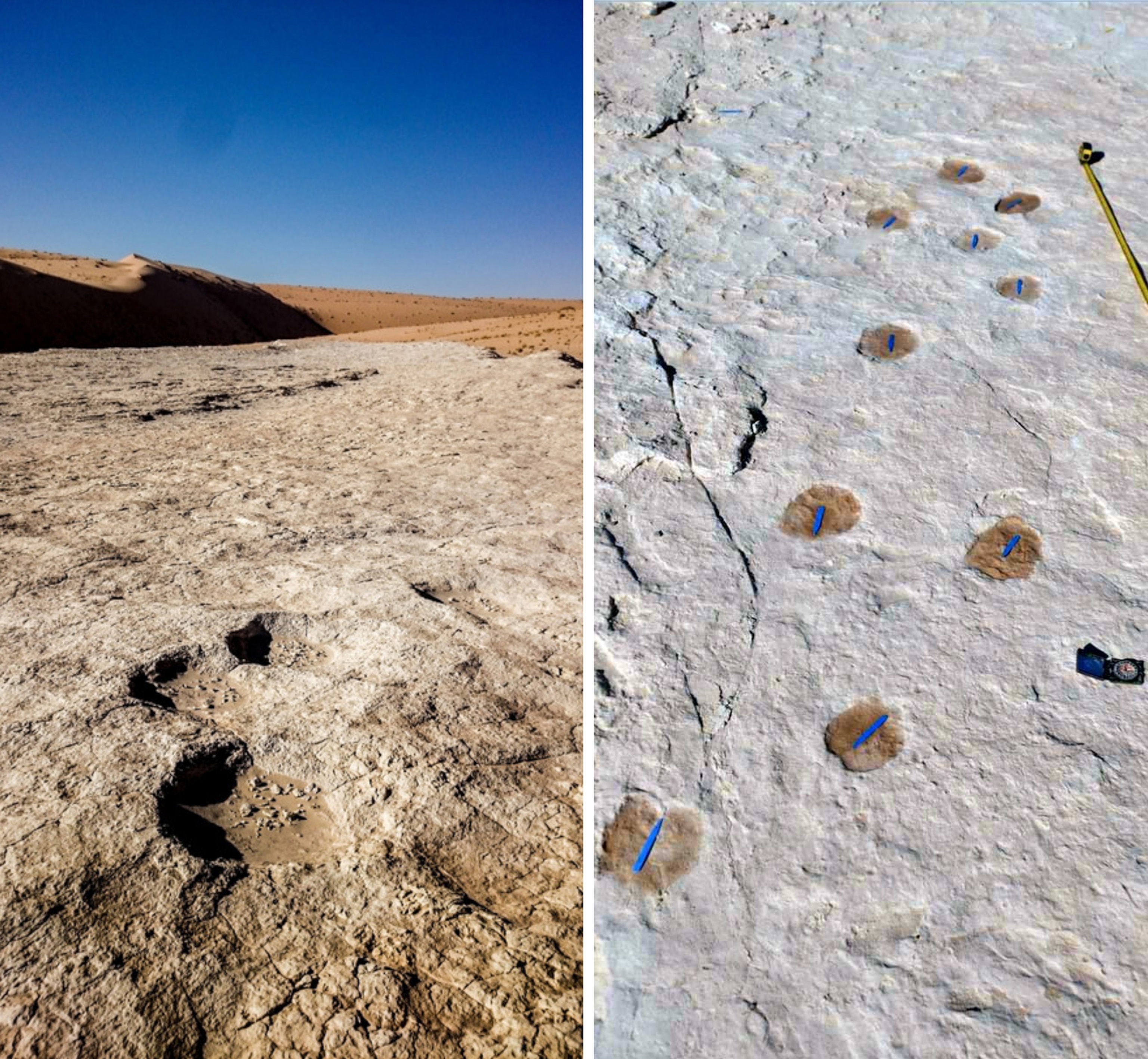 Elephant (left) and camel (right) trackways