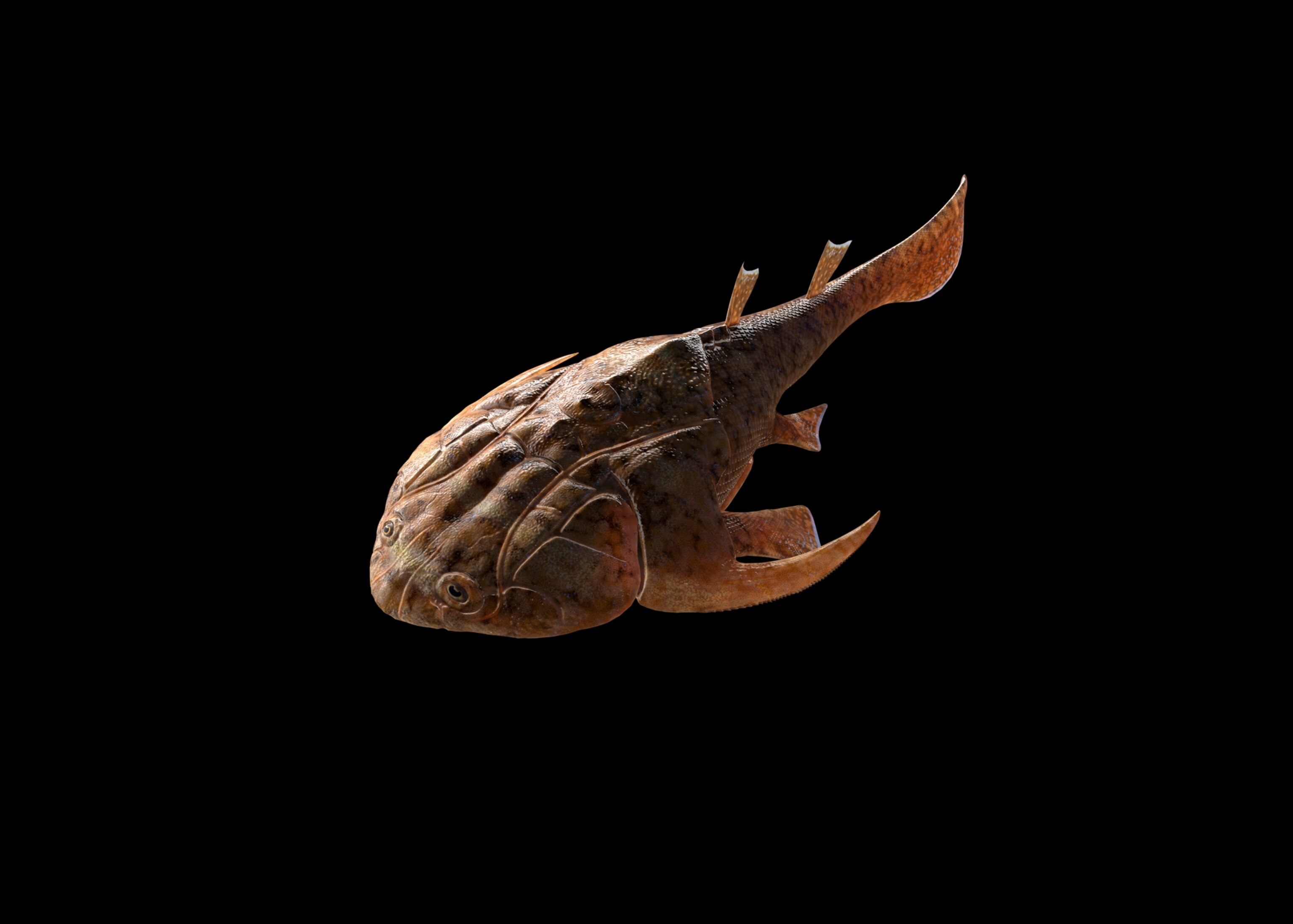 A model of Xiushanosteus mirabilis