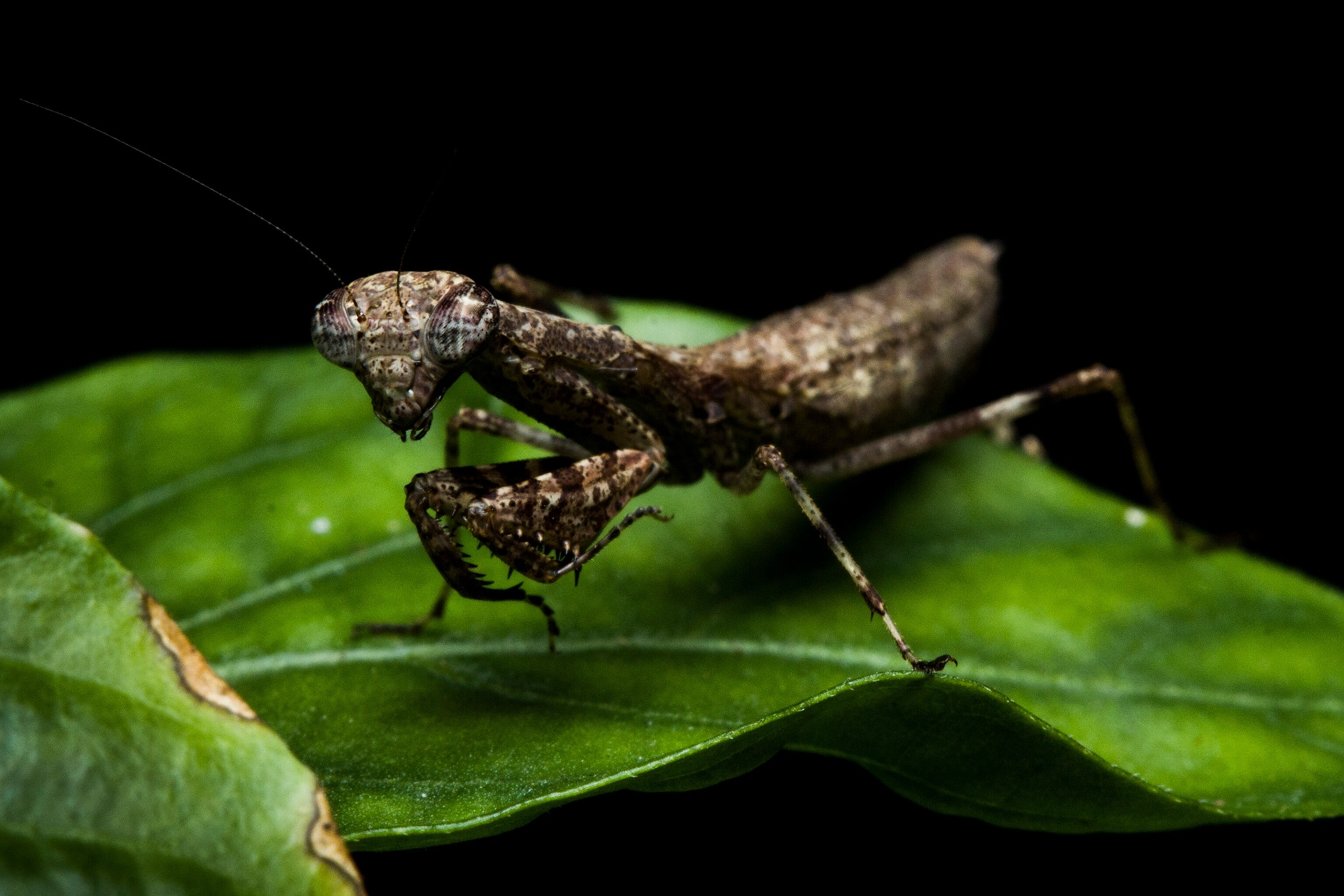 a praying mantis