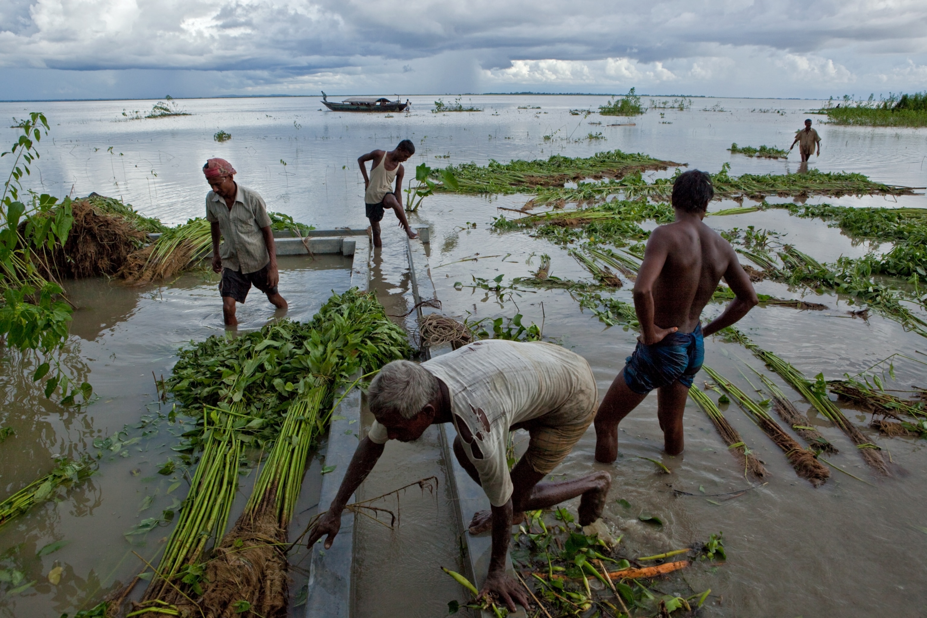a farmer and his crew harvesting unripe stalks of jute on an island in the Jamuna