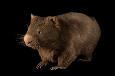 A mainland wombat photographed against a plain black background.