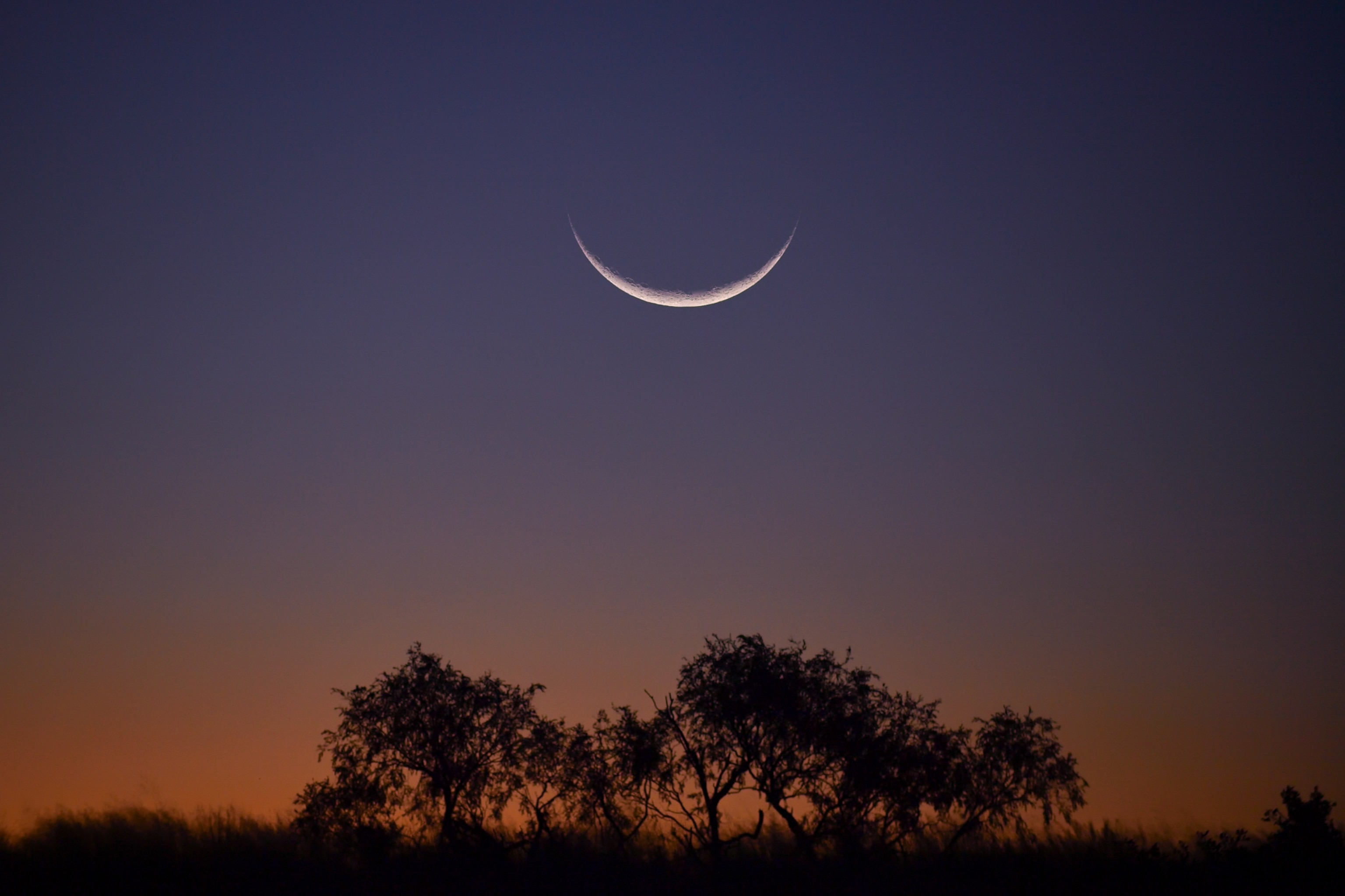 An inverted crescent moon hanging high over the a small grouping of trees in the Kalahari desert at twilight