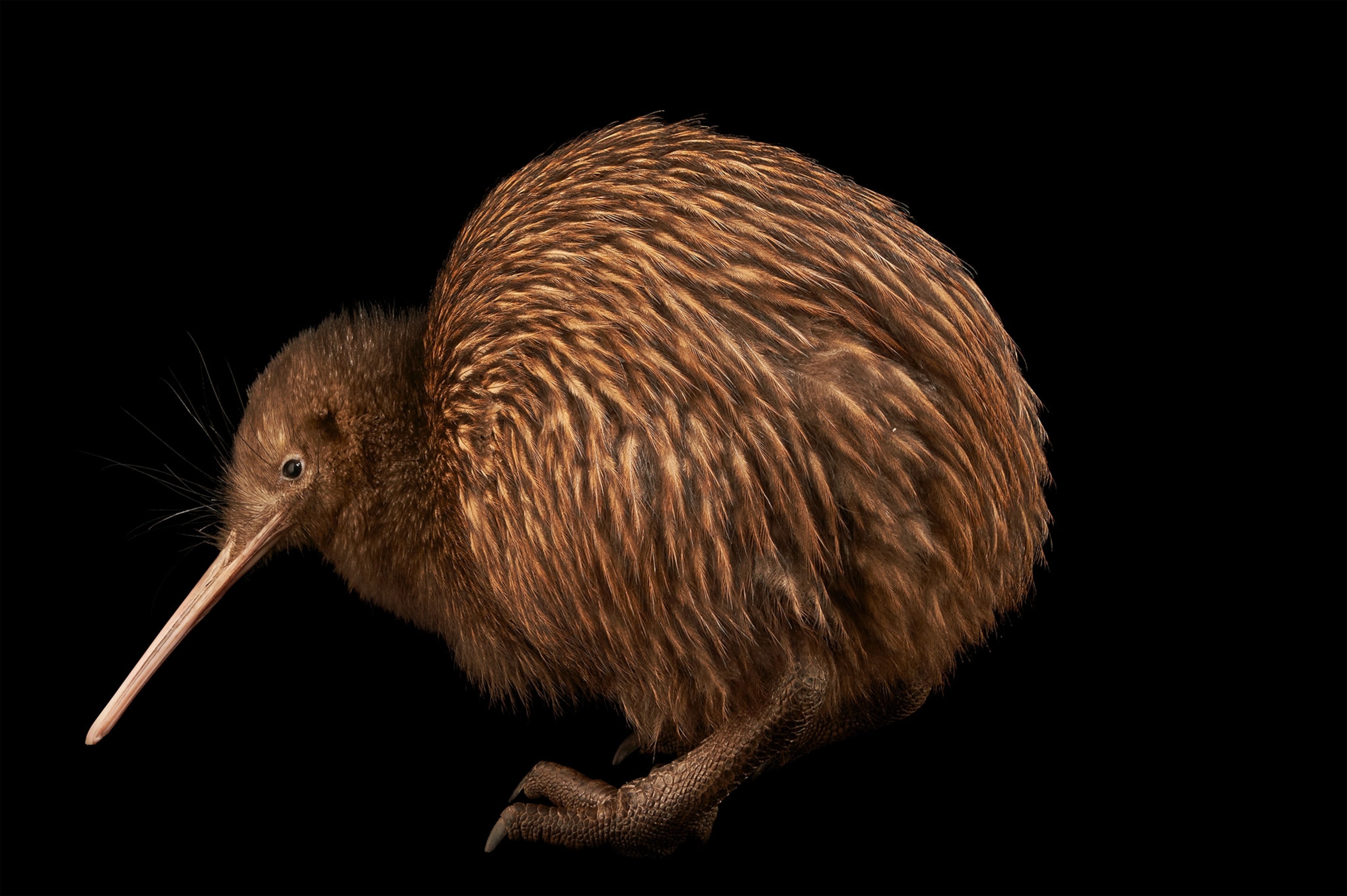 an endangered North Island brown kiwi in New Zealand
