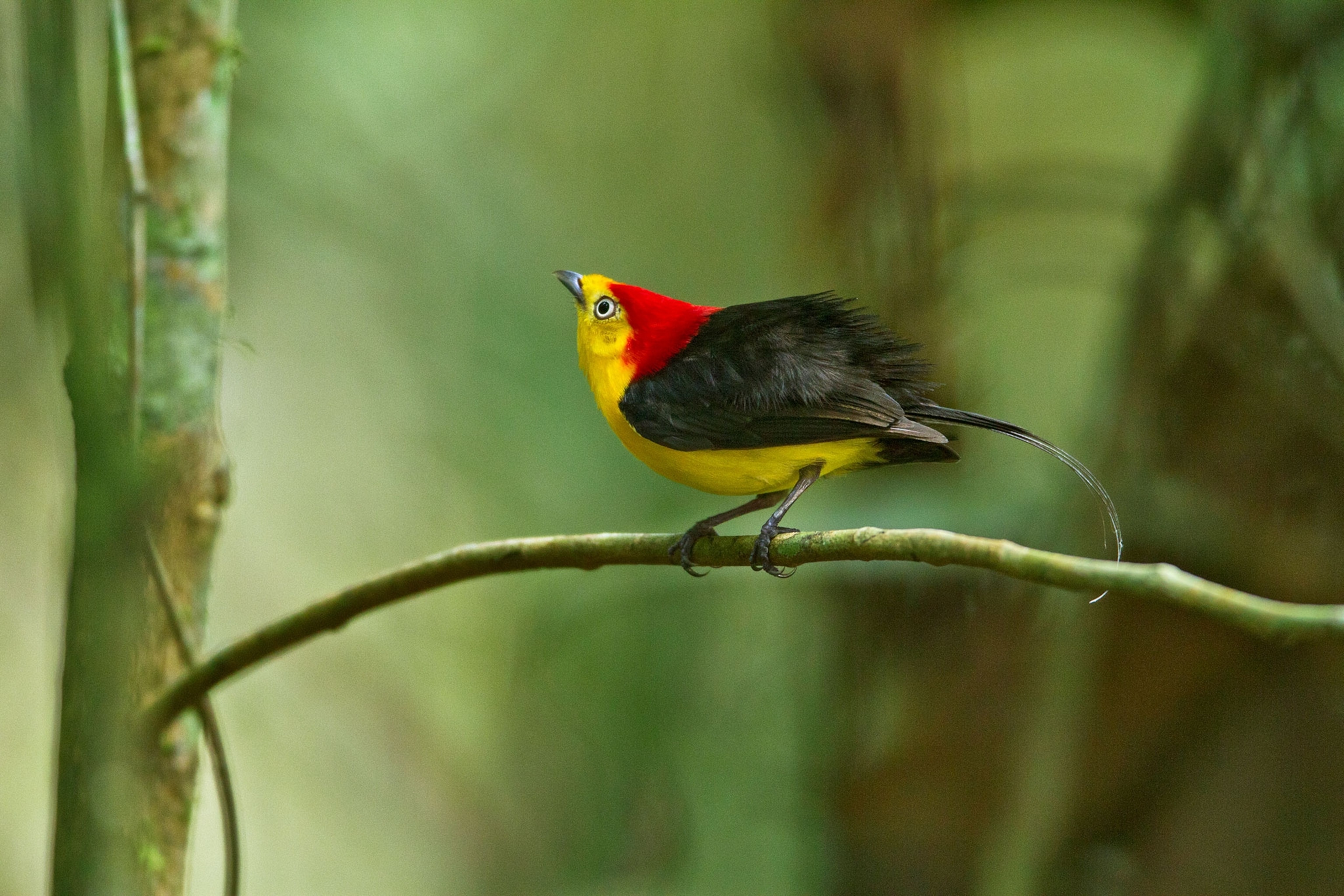a male wire tailed manakin