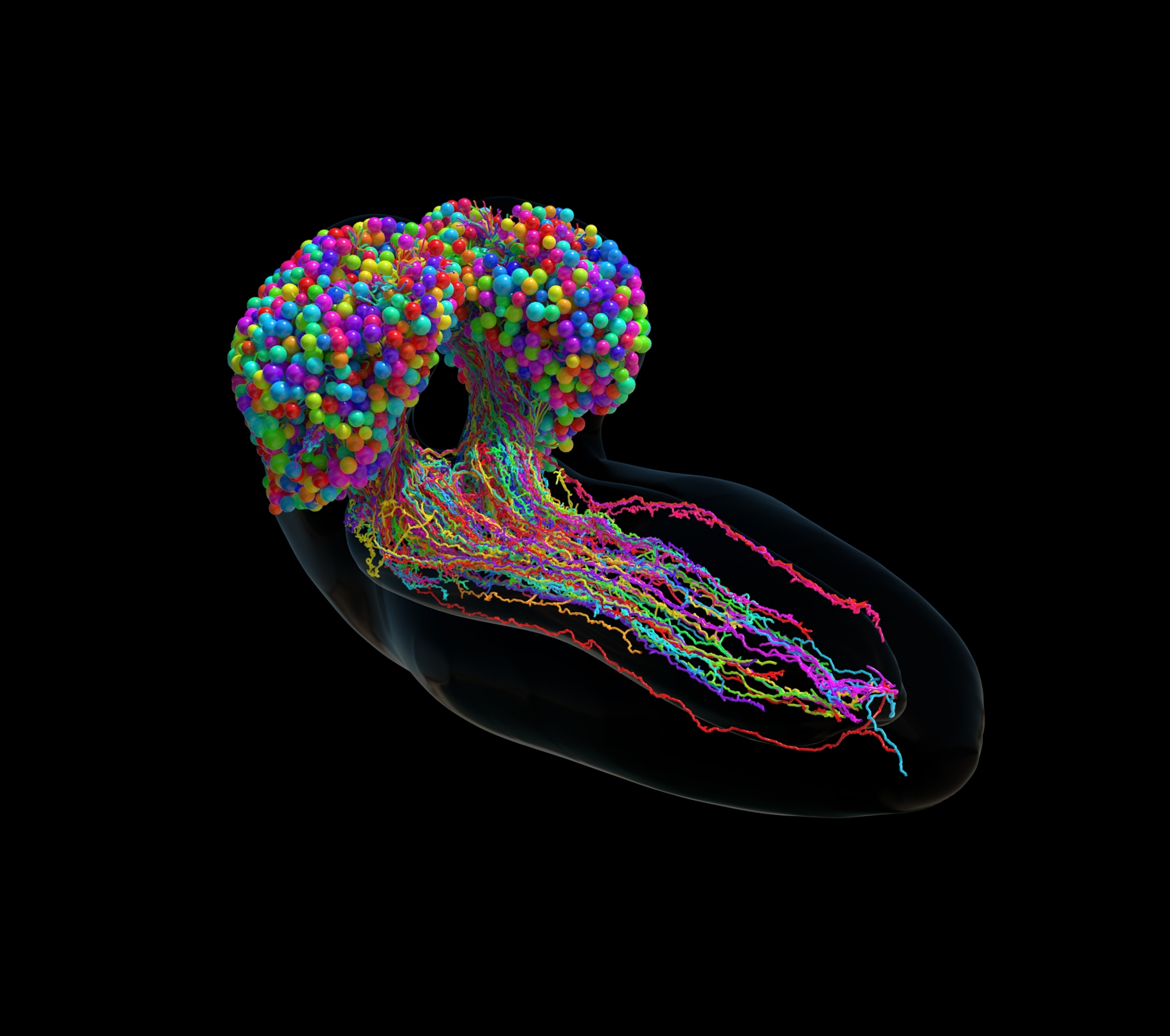Illustration showing the morphology of the differentiated brain neurons in a fruit fly