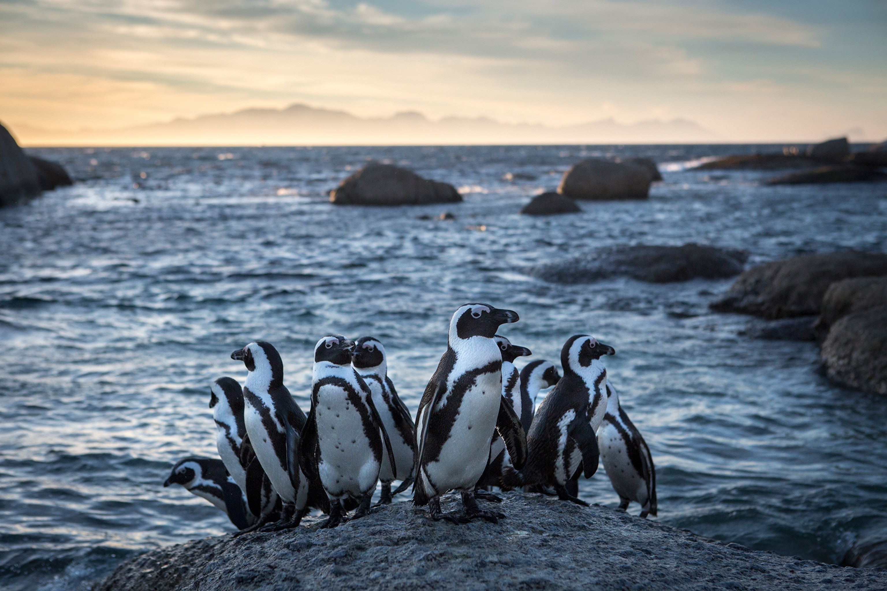 African penguins standing on a rock off coast of South Africa
