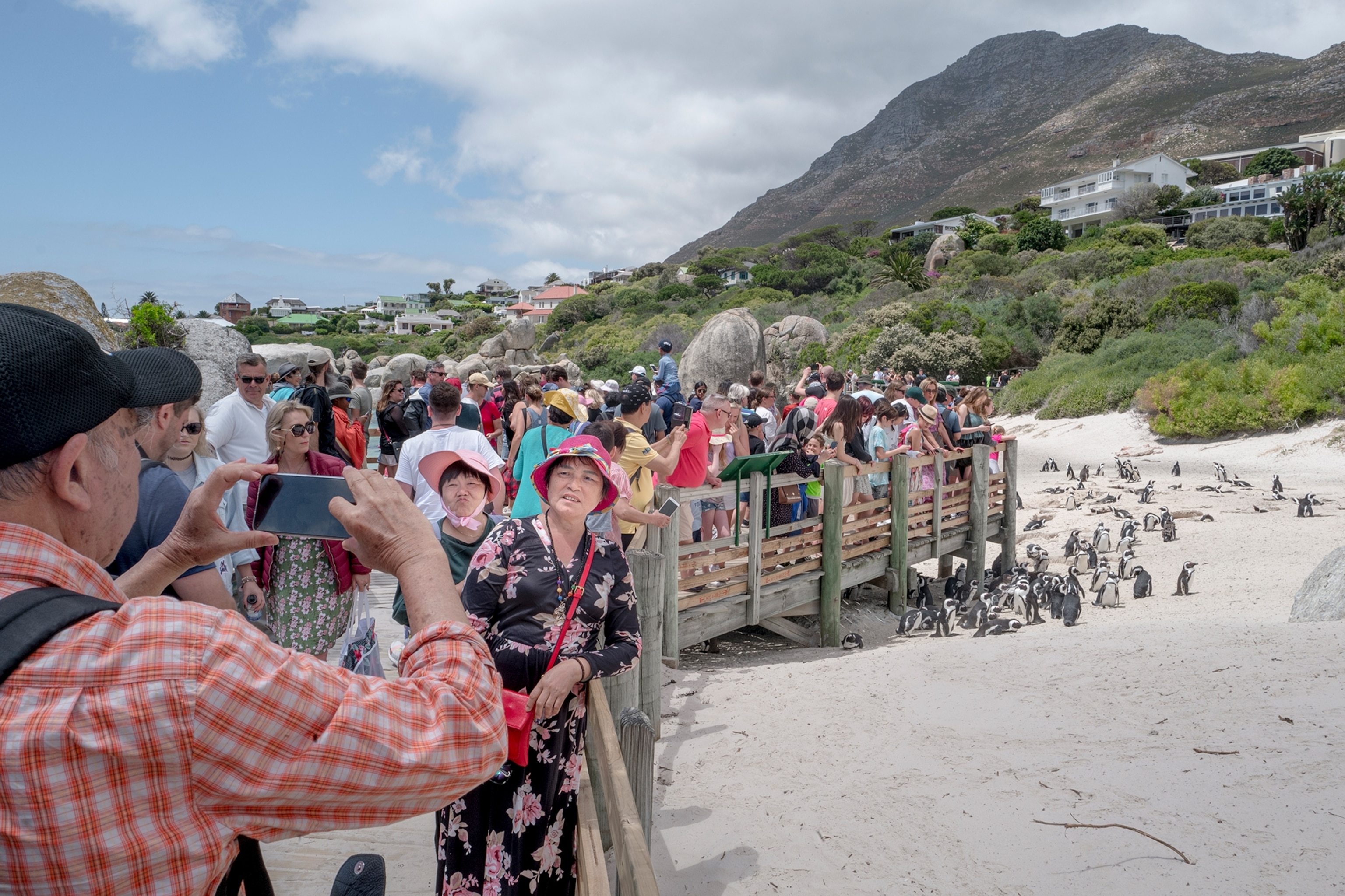Picture of tourists admiring the Boulders African penguin colony