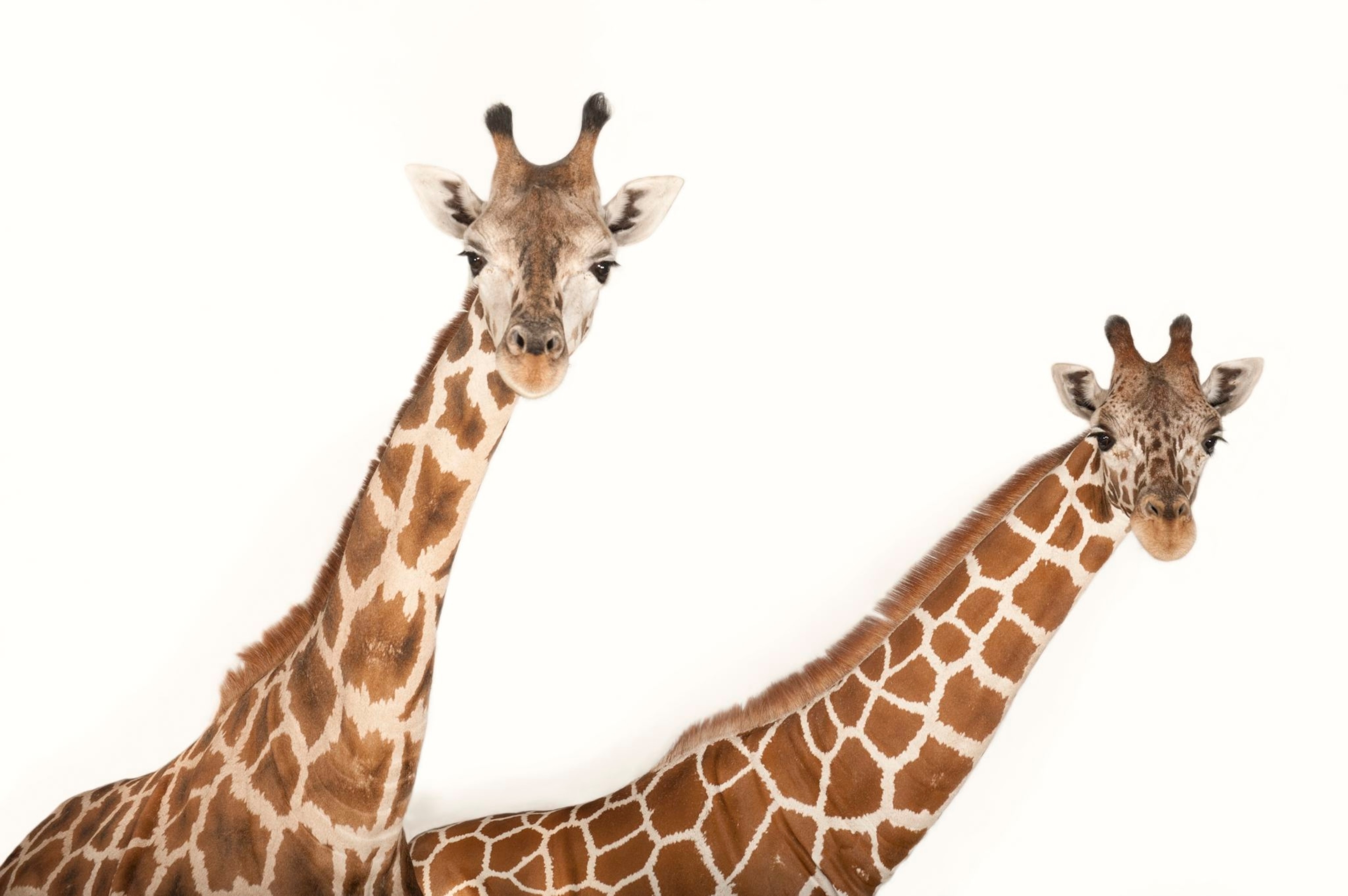 giraffes