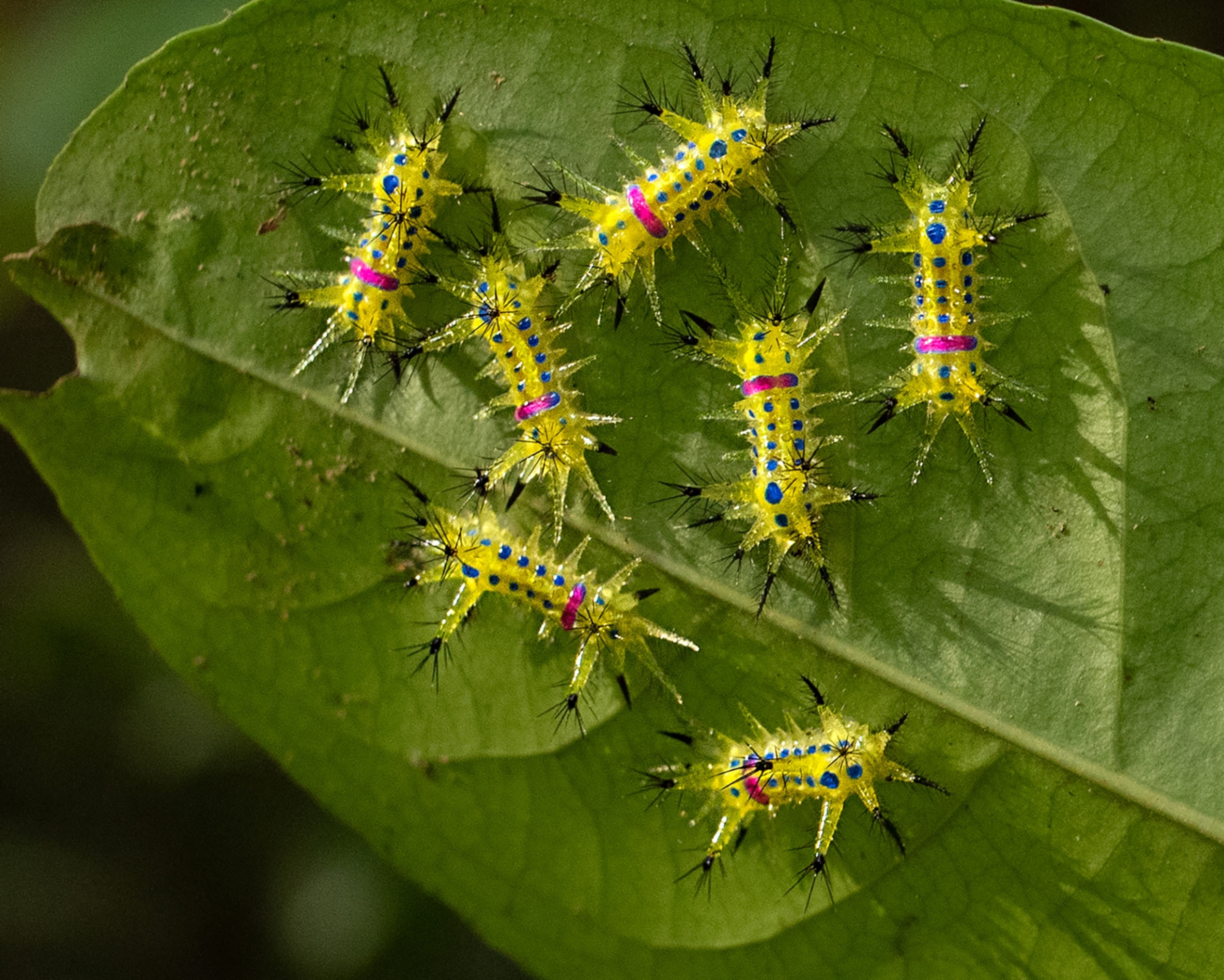 seven caterpillars cluster on the edge of one large green leaf