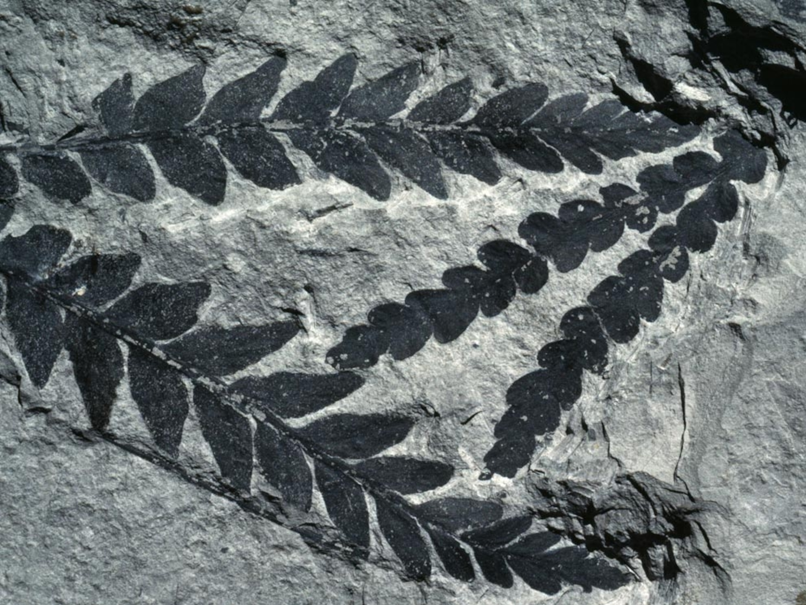 Triassic plant fossil