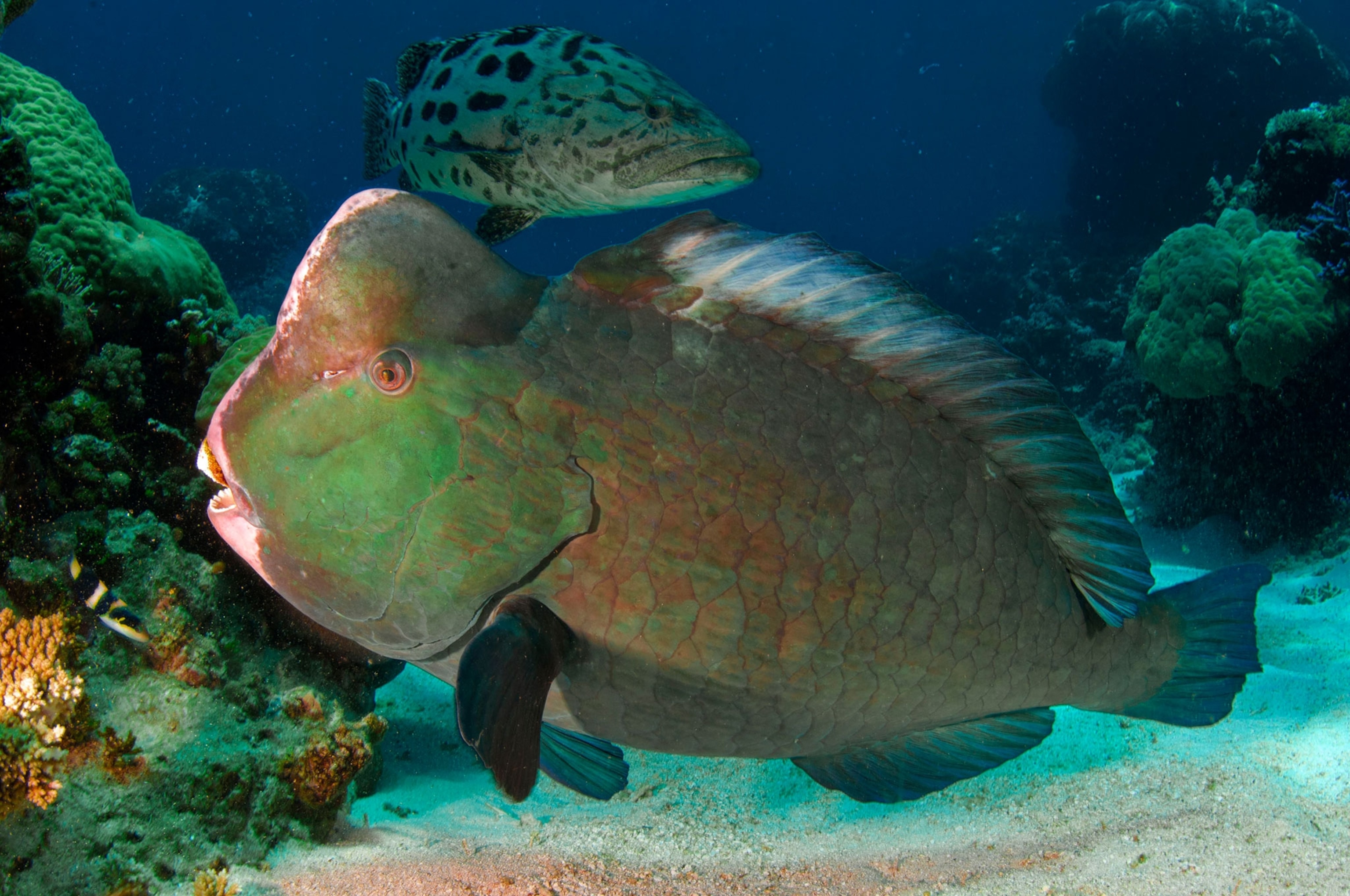 Great Barrier Reef