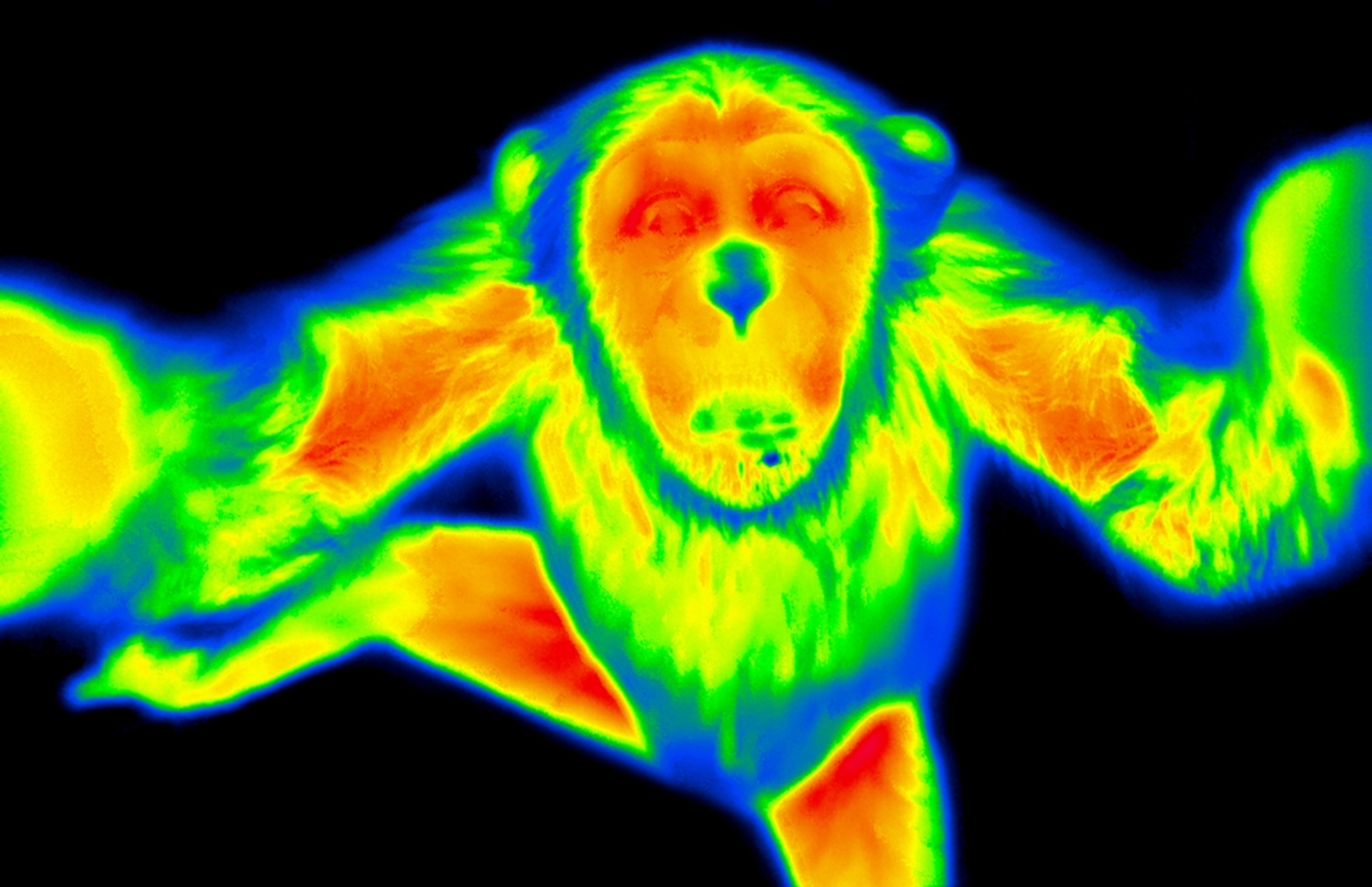 An infrared camera image showing colors as representation of temperature, captures an adult chimpanzee in a rainbow of color signatures creating a multicolor picture of a chimpanzee.