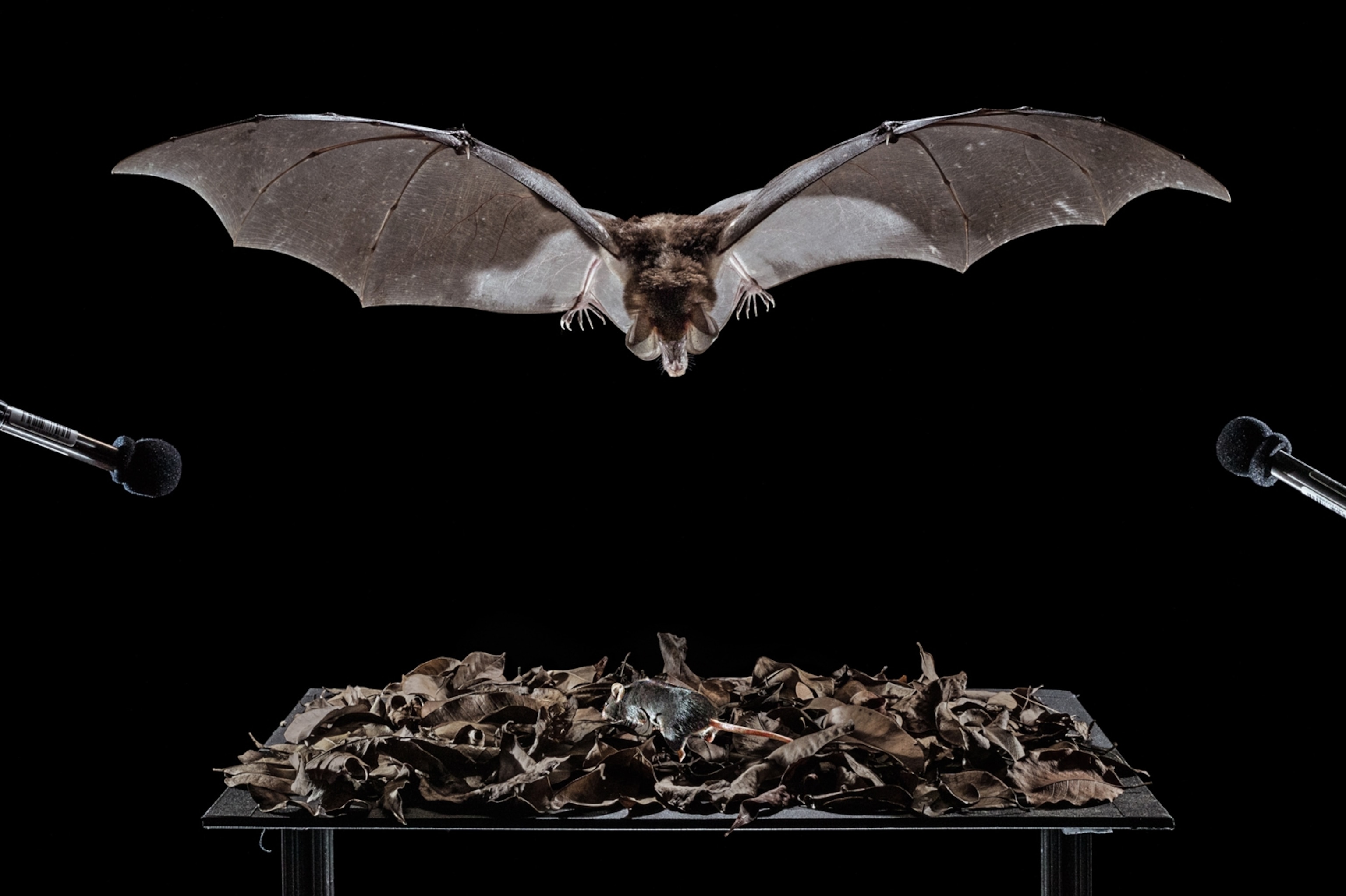 bat diving onto table to eat mouse