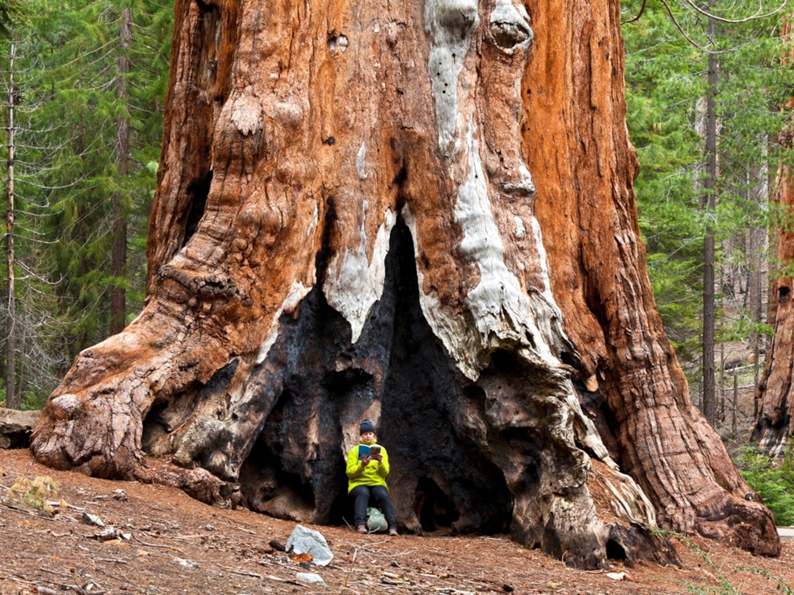 visitor with giant sequoia tree, Yosemite National Park