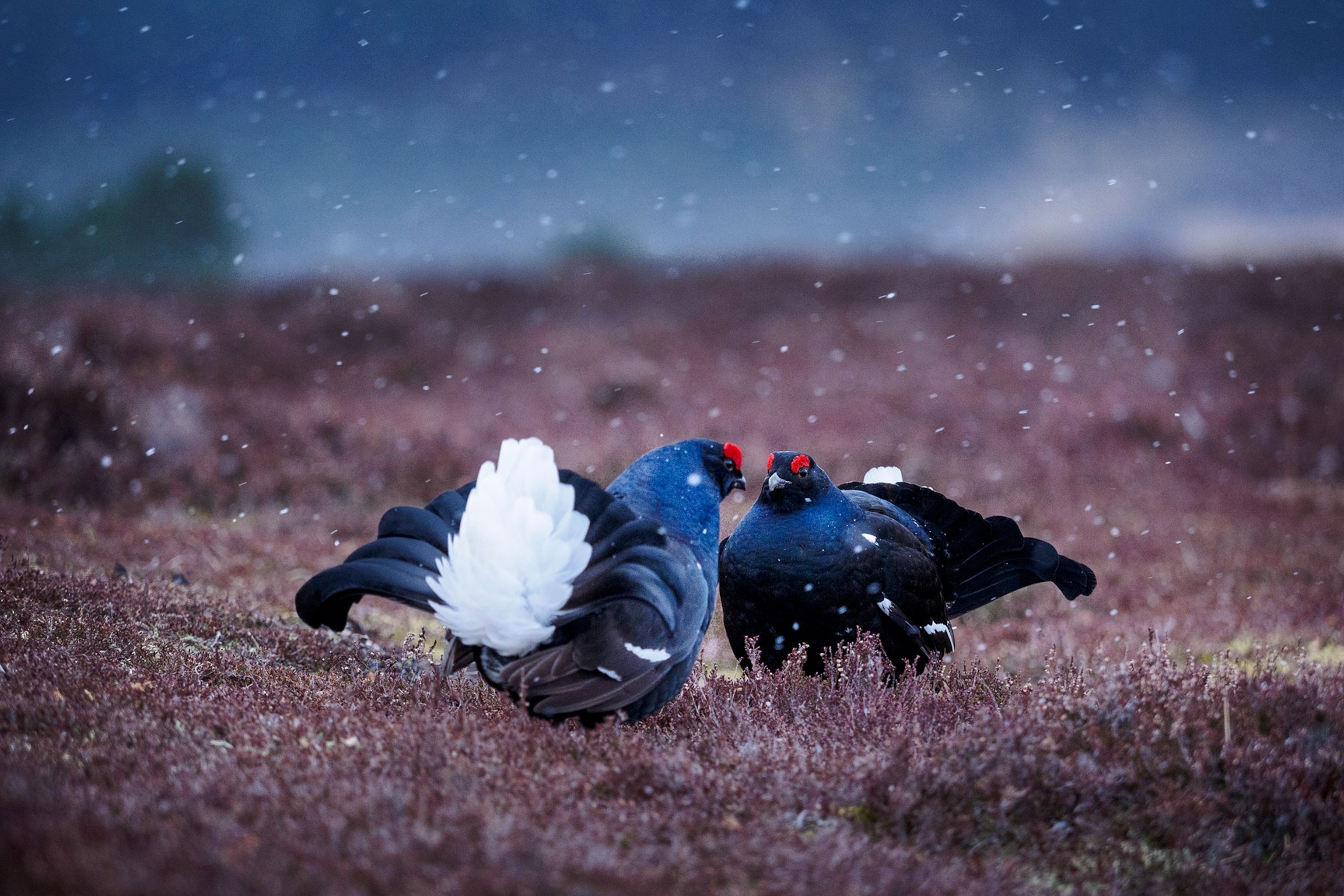 black grouse