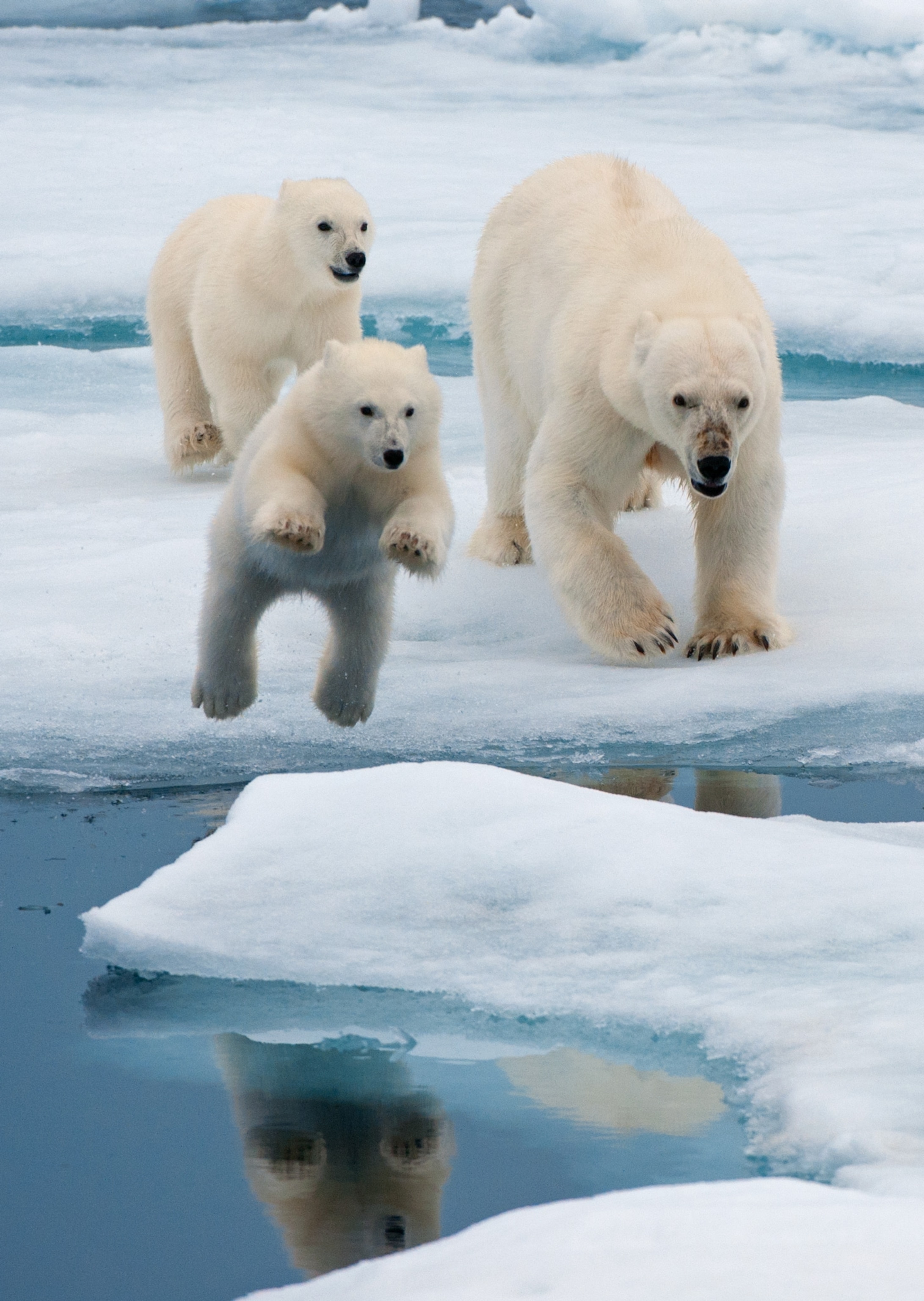 a female polar bear and her cubs running from the danger of a stalking male bear