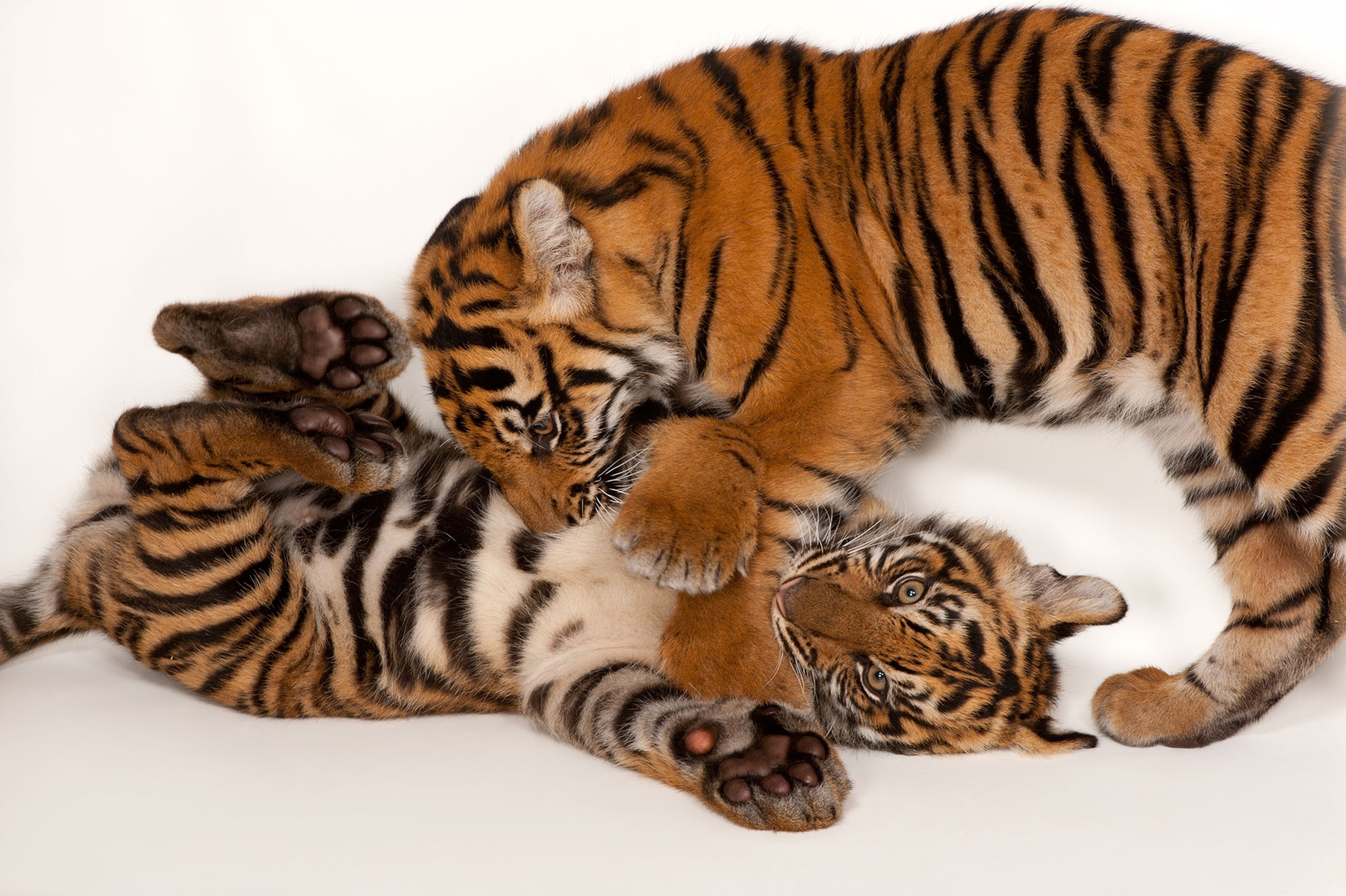 two tiger cubs playing against a white background