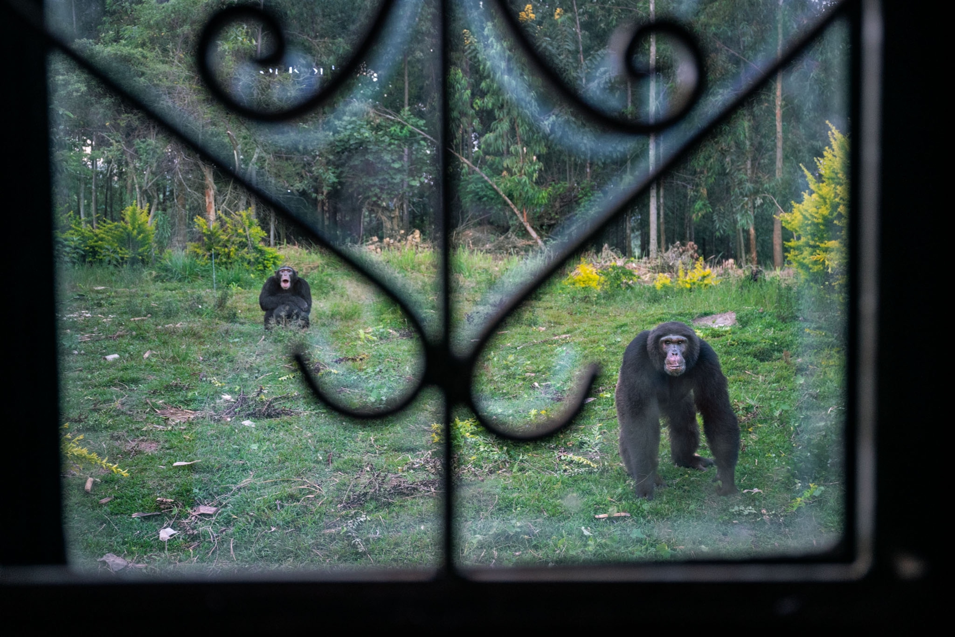 Picture of chimpanzees seen from the window.