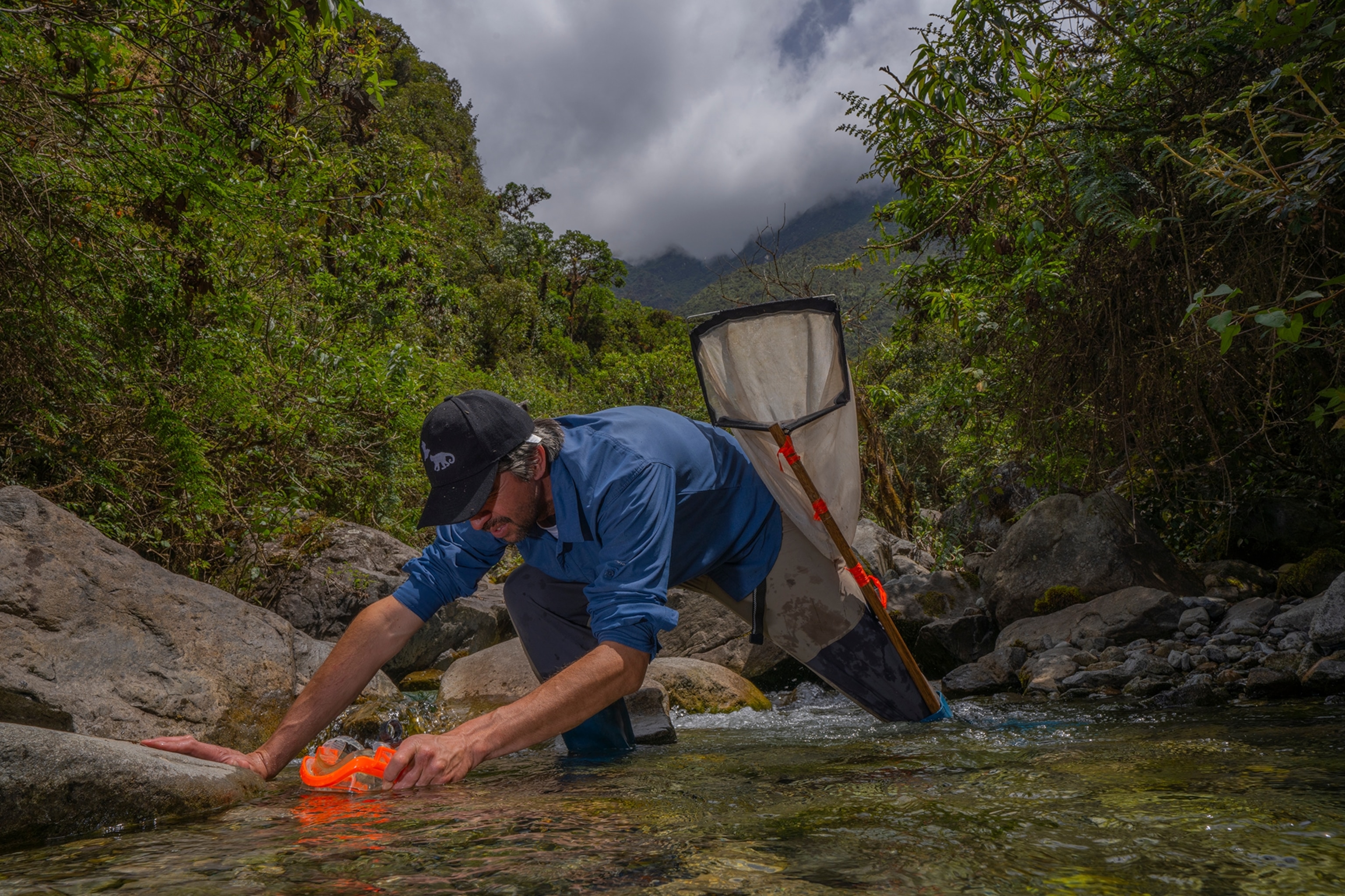 Ernesto Arbeláez is kneeling down looking for tadpoles of another species of frog also considered extinct.