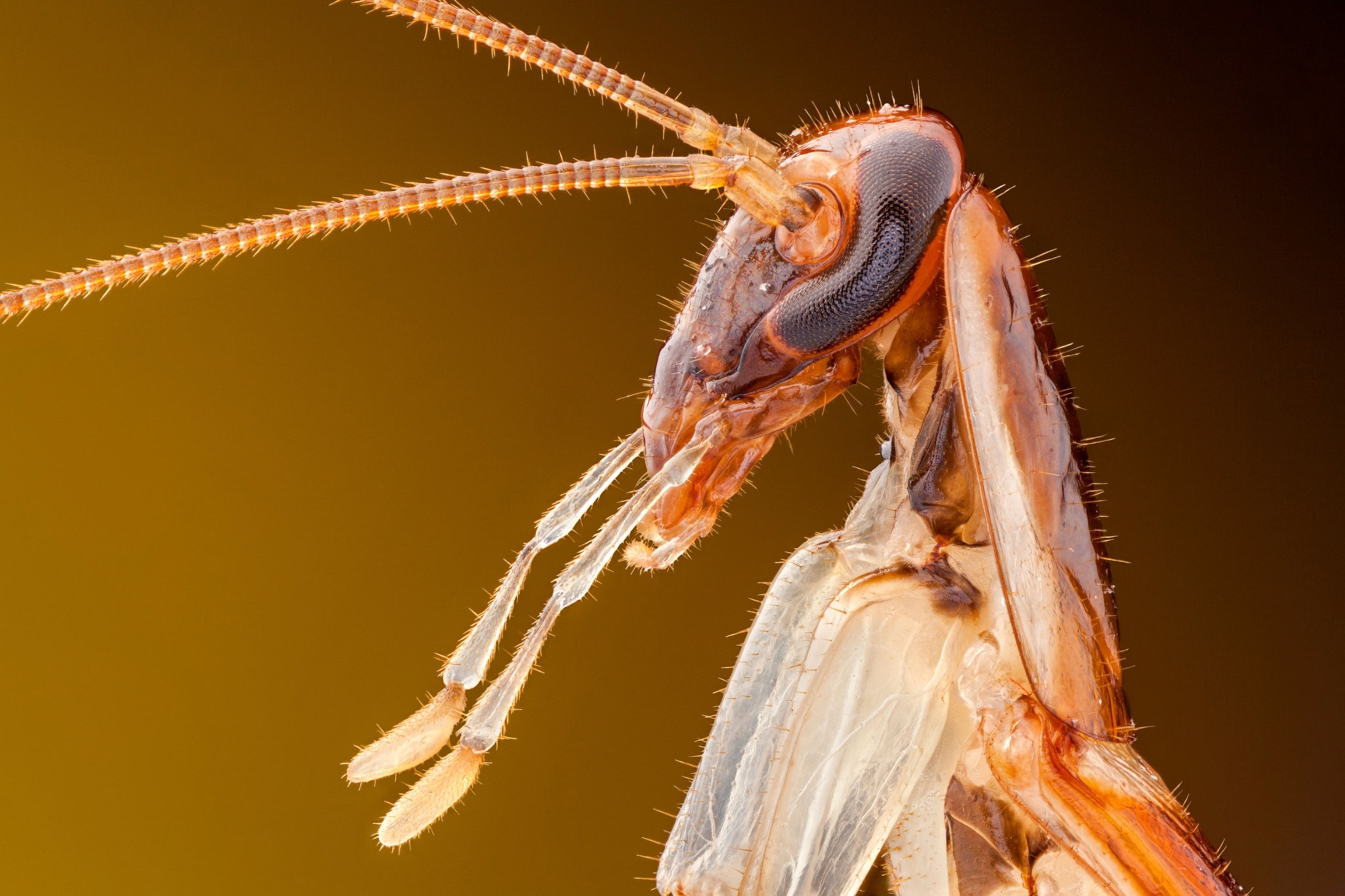 A close up of the upper portion of a german cockroach.