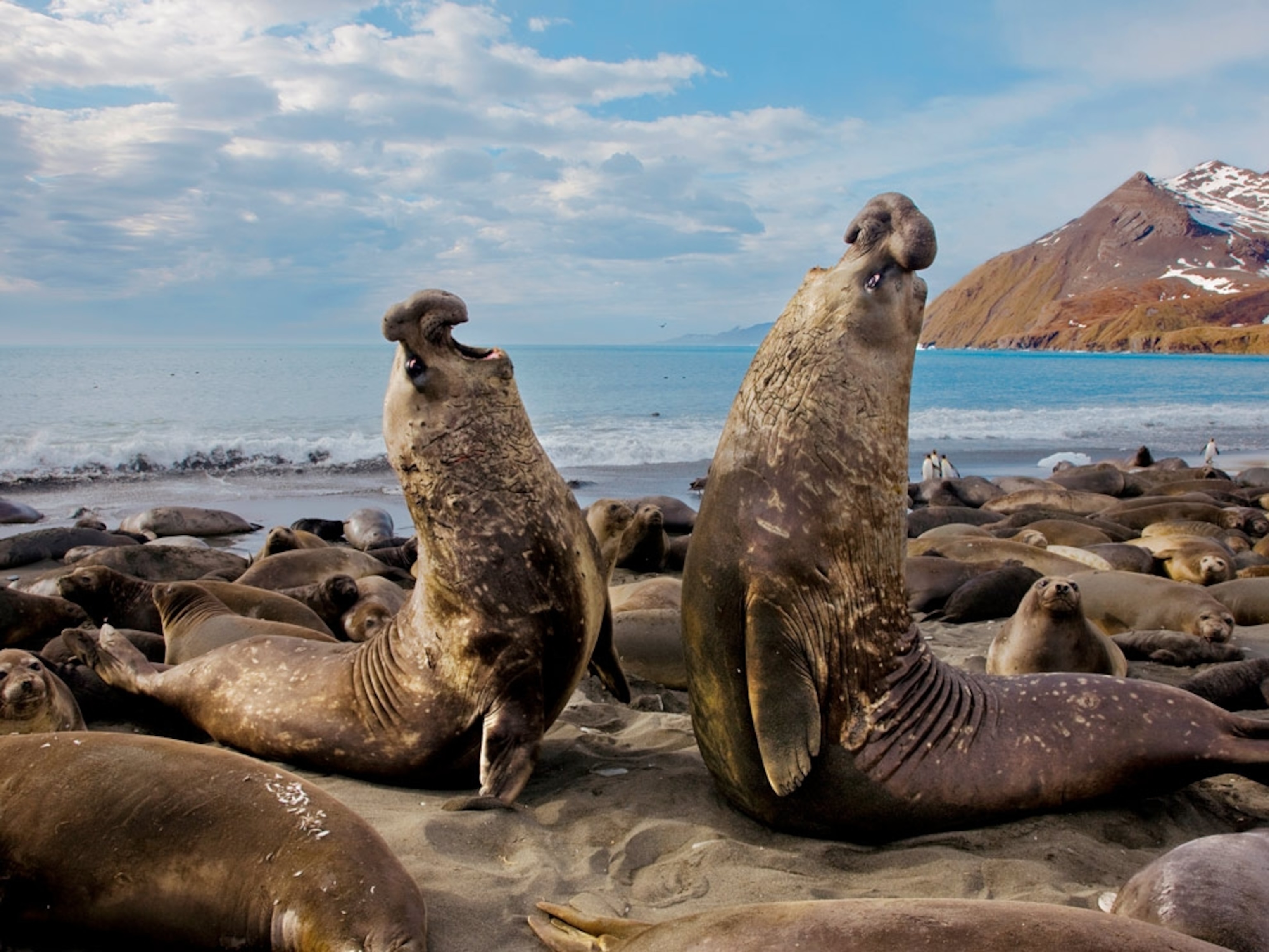 Elephant seal bulls battling on beach